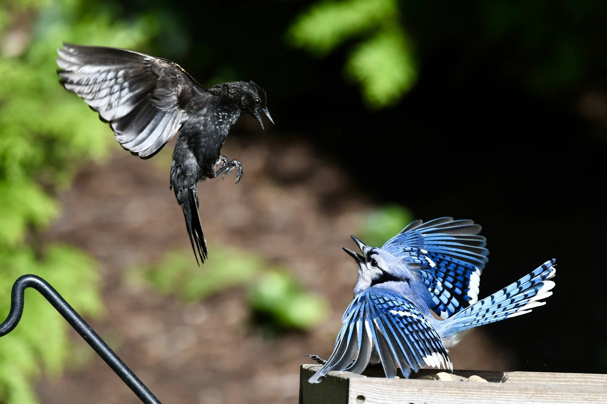 A black bird with white markings being fed by a blue and white bird with raised wings, on a wooden perch in a natural setting.