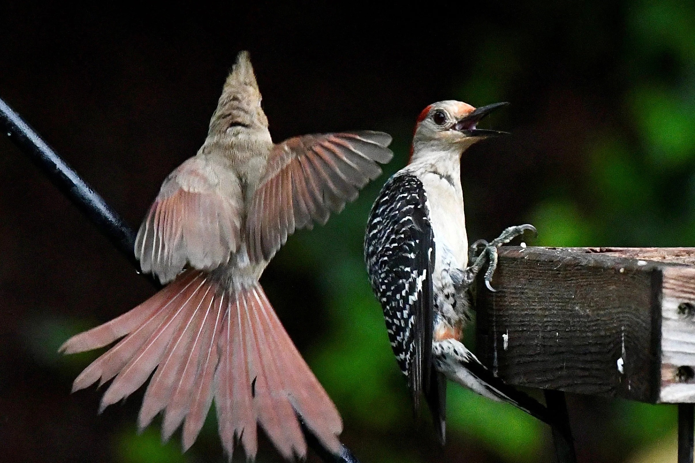 Two woodpecker birds perched on a branch, with one bird making a call or singing, in a dark natural setting.