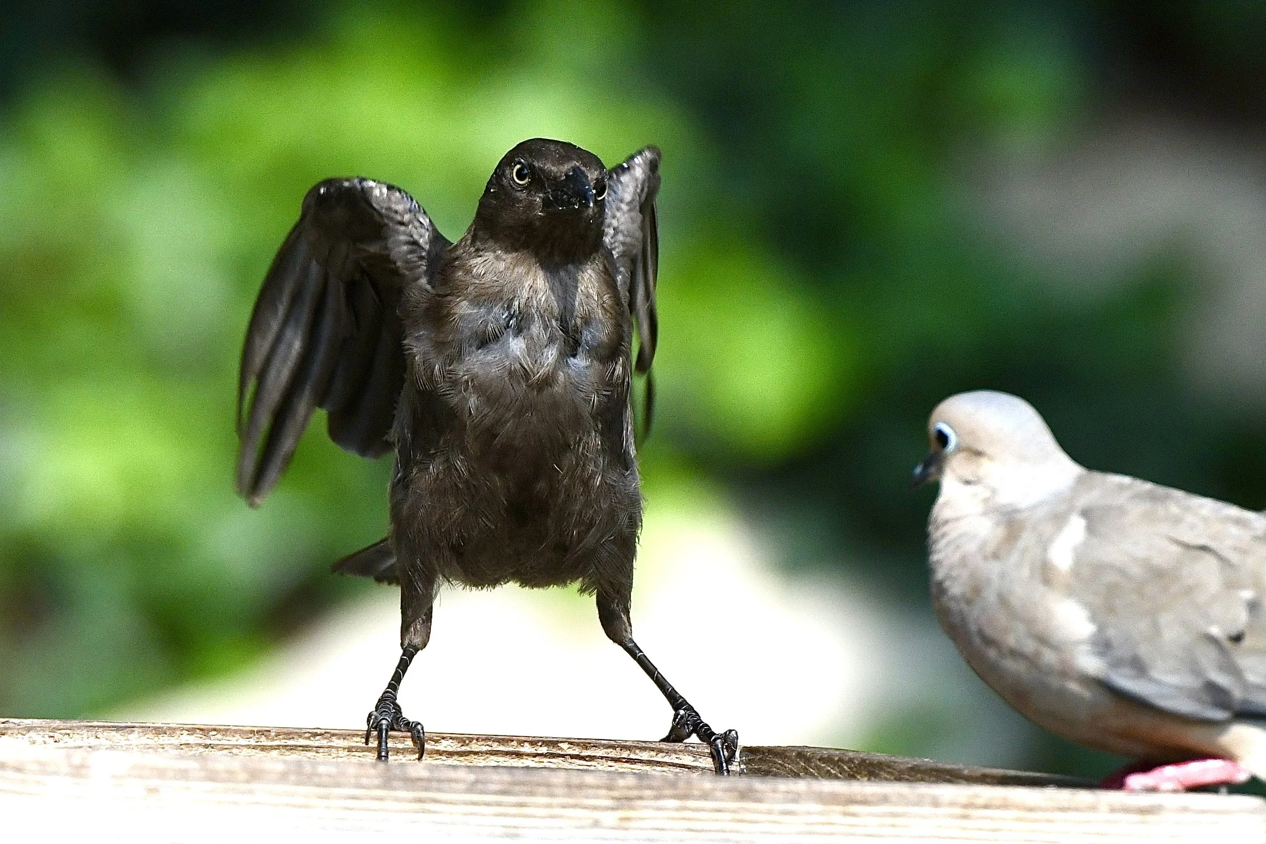 A bird with dark feathers appears to have wings spread, perched on a wooden surface against a blurred green background, with another bird partially visible on the side.