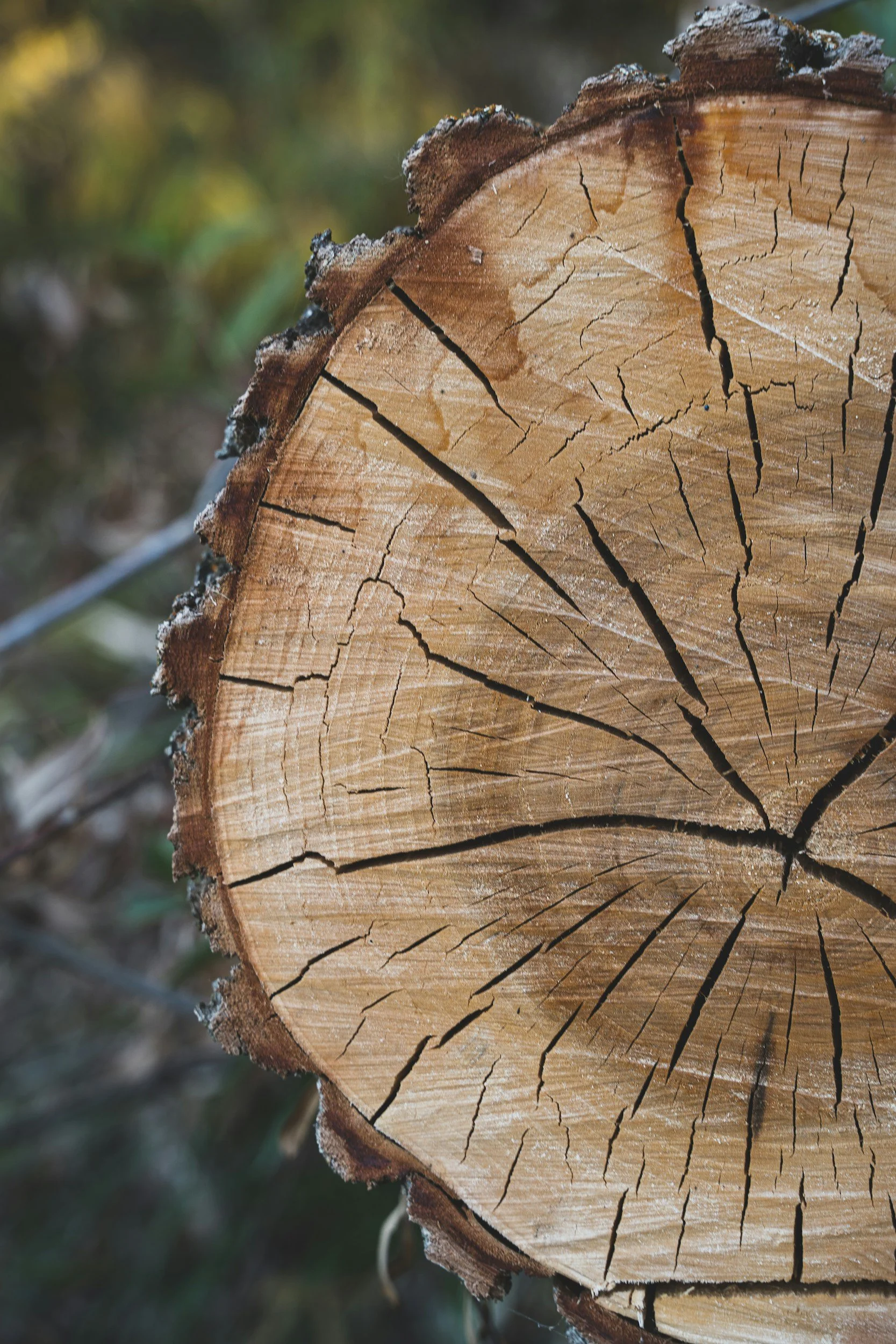Close-up of cross-sectioned tree trunk showing growth rings and cracks.