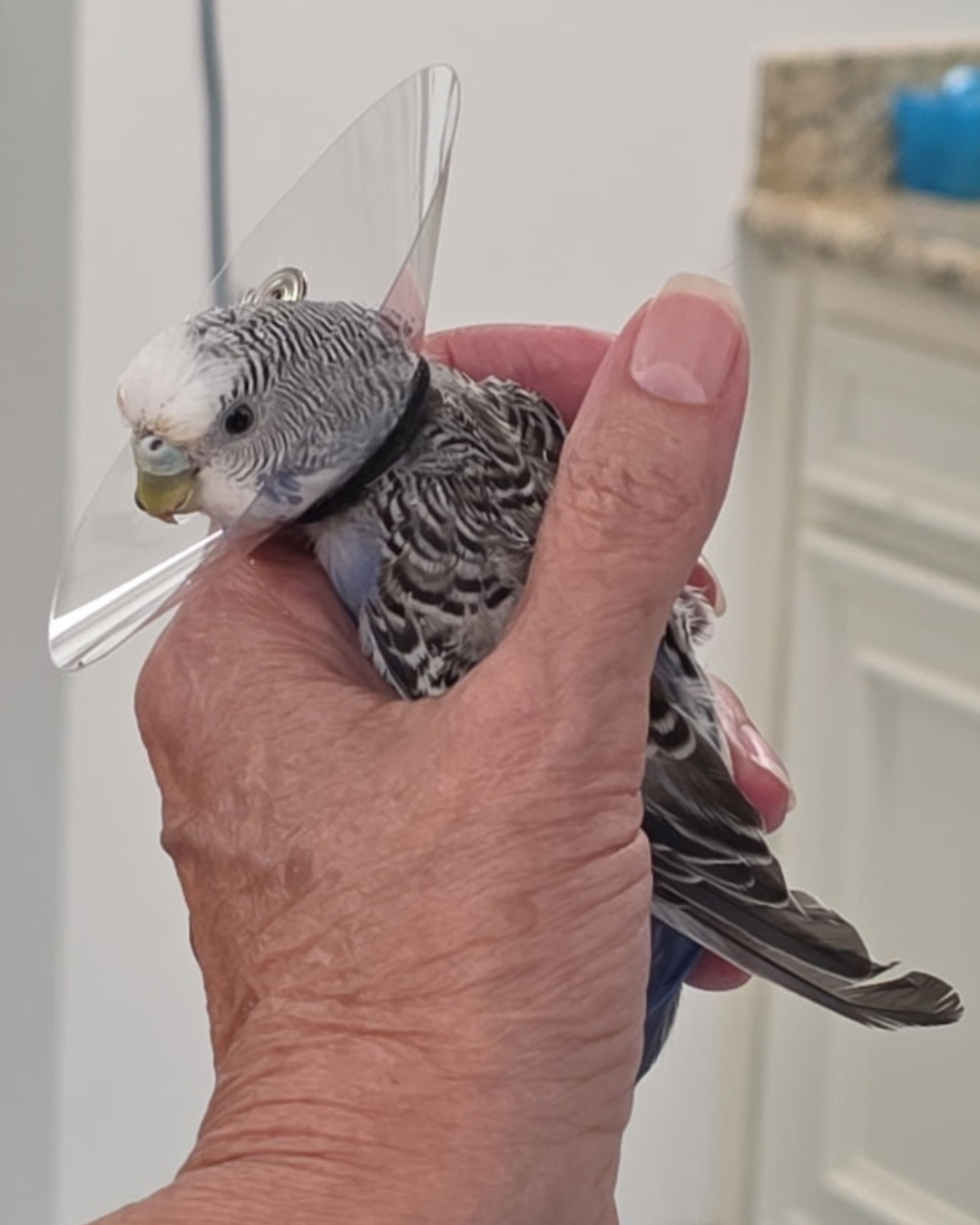 Budgerigar receiving avian veterinary care at ACES