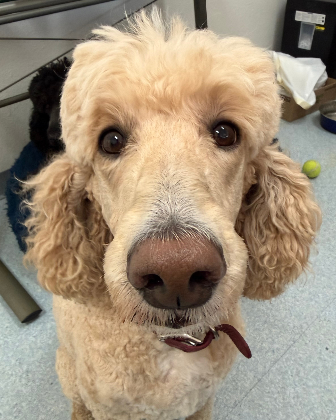 Dog patient at ACES veterinary hospital