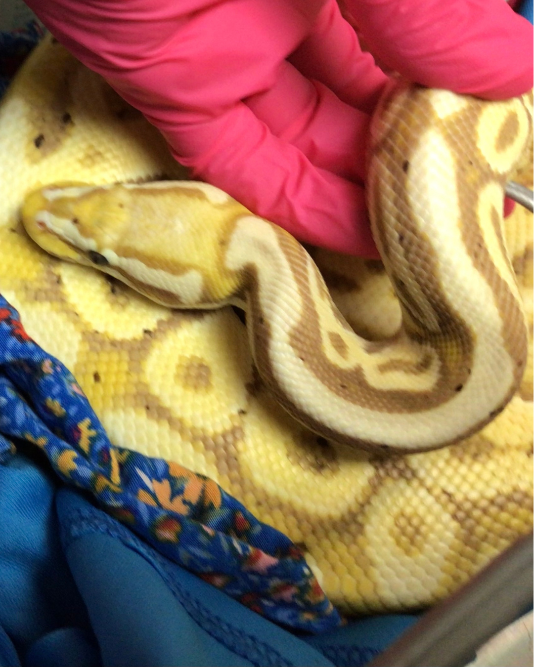 Snake patient receiving reptile veterinary care