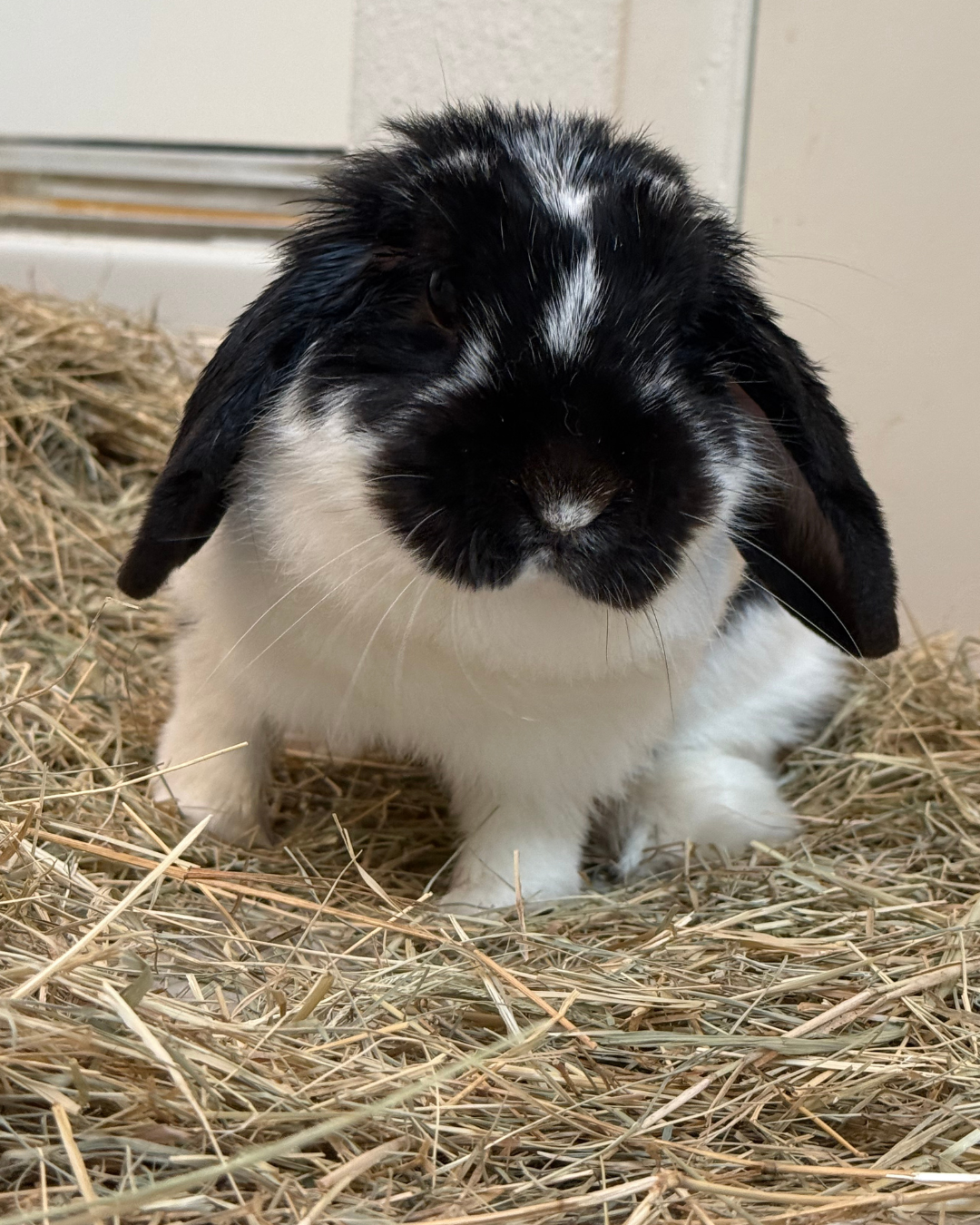 Rabbit patient at ACES