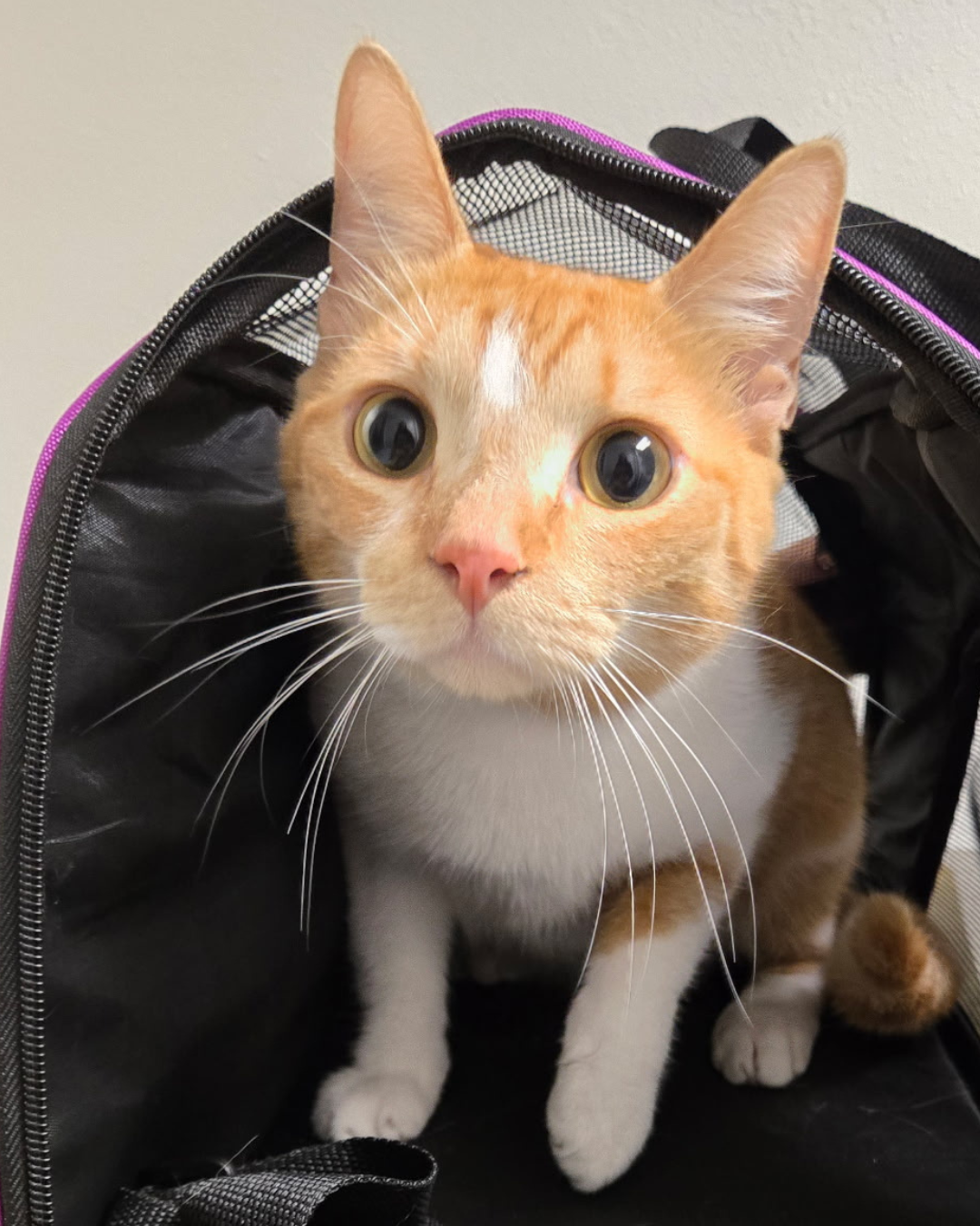 Orange and white cat arriving for veterinary care
