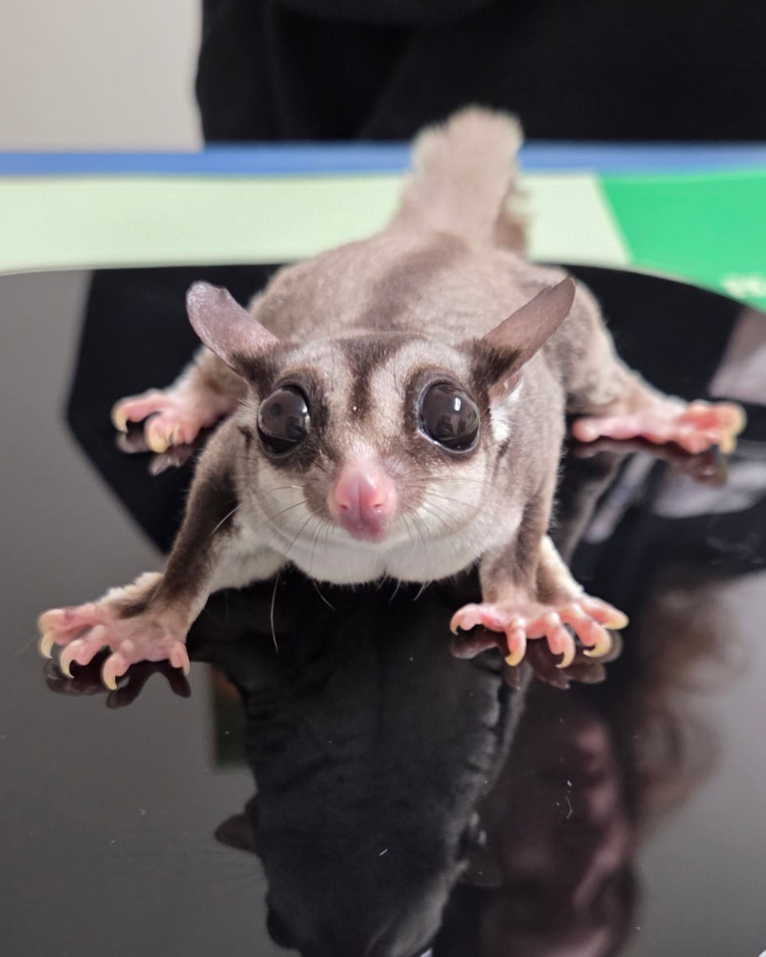 Sugar glider patient receiving exotic veterinary care at ACES