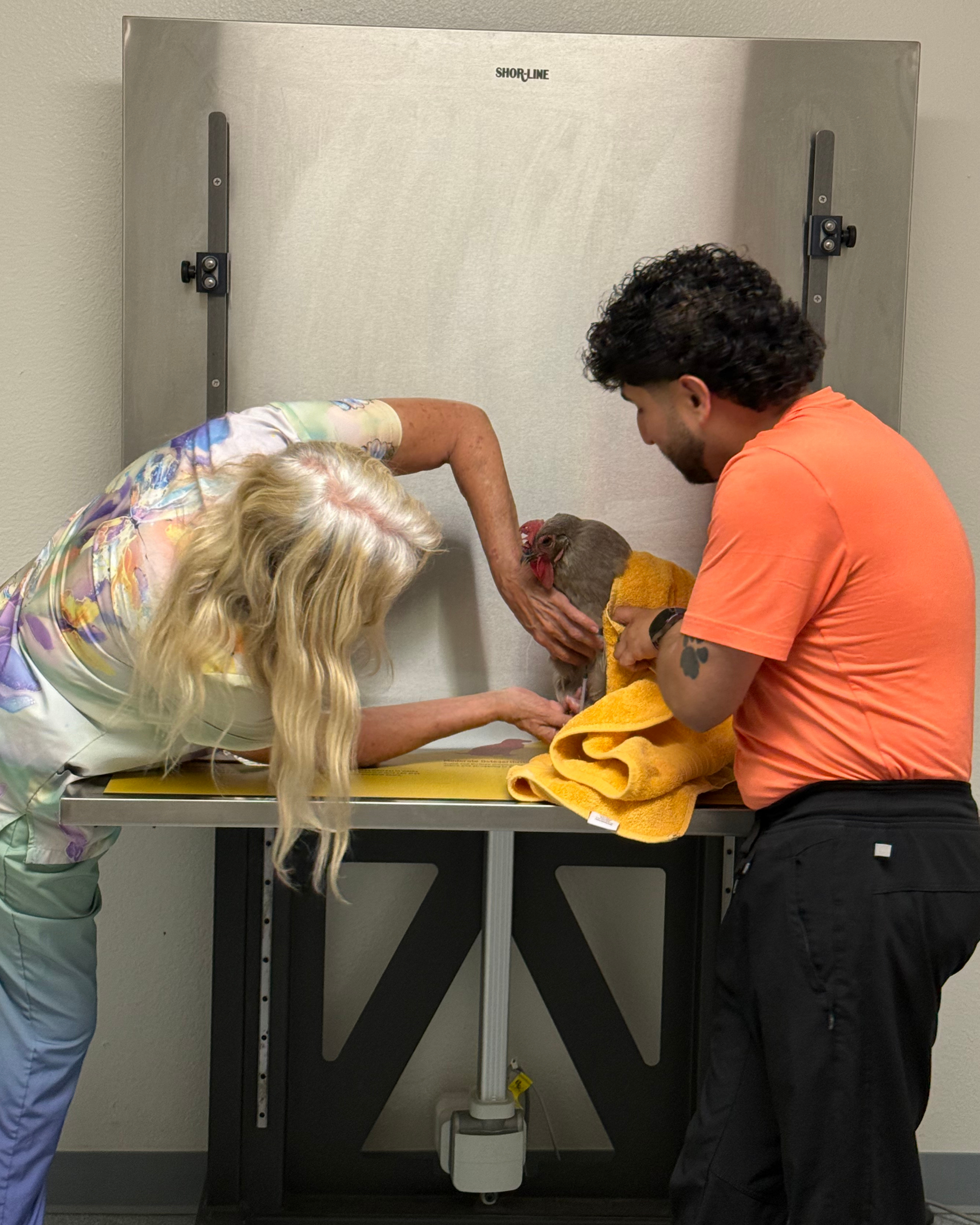 Veterinarian and technician examining chicken at ACES in La Porte, Texas