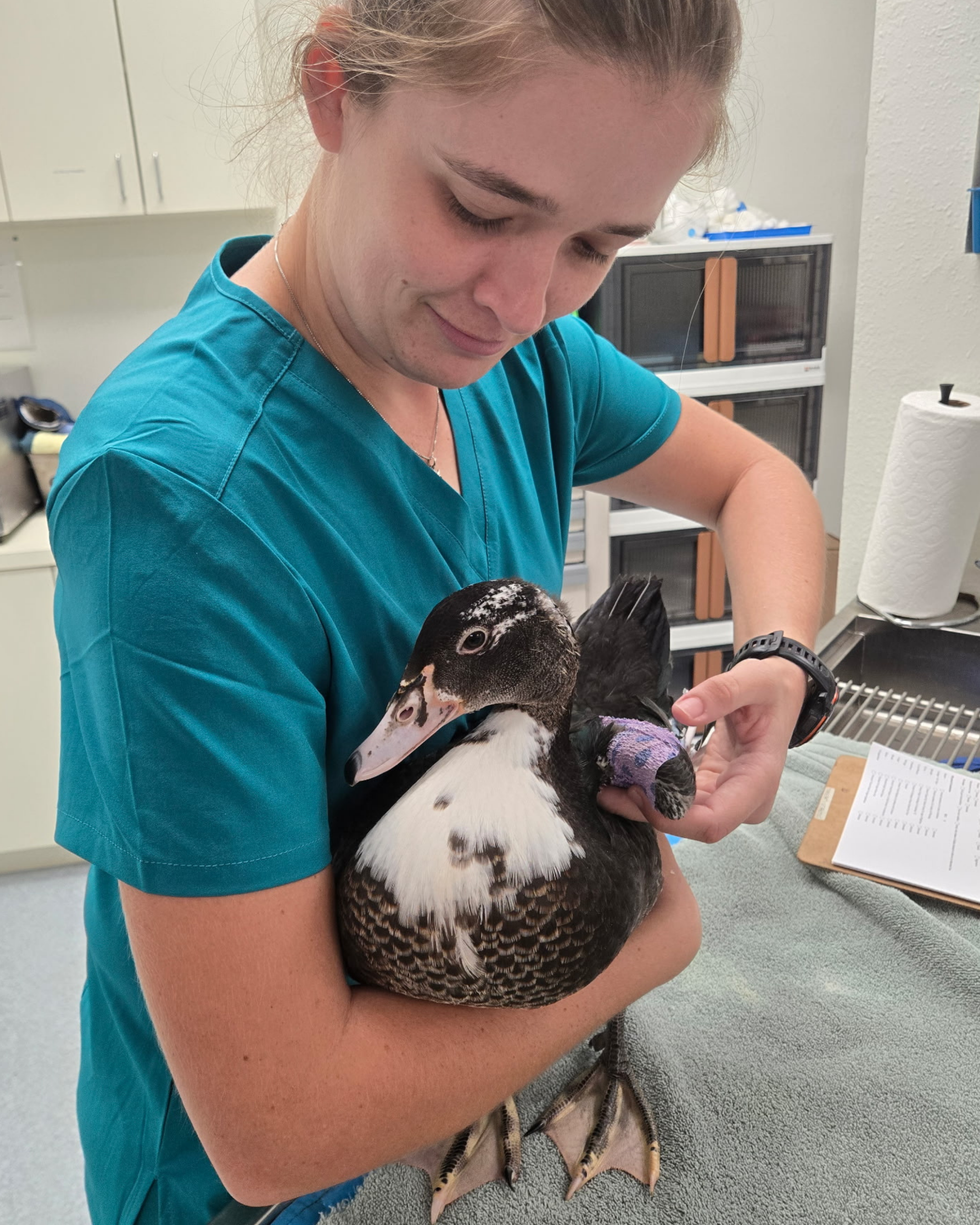 Veterinary student examining a duck at ACES in La Porte, Texas