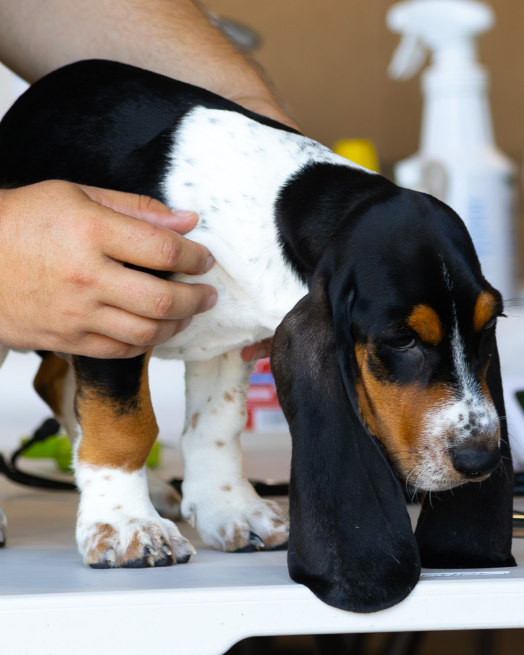 ACES veterinary team examining a dog