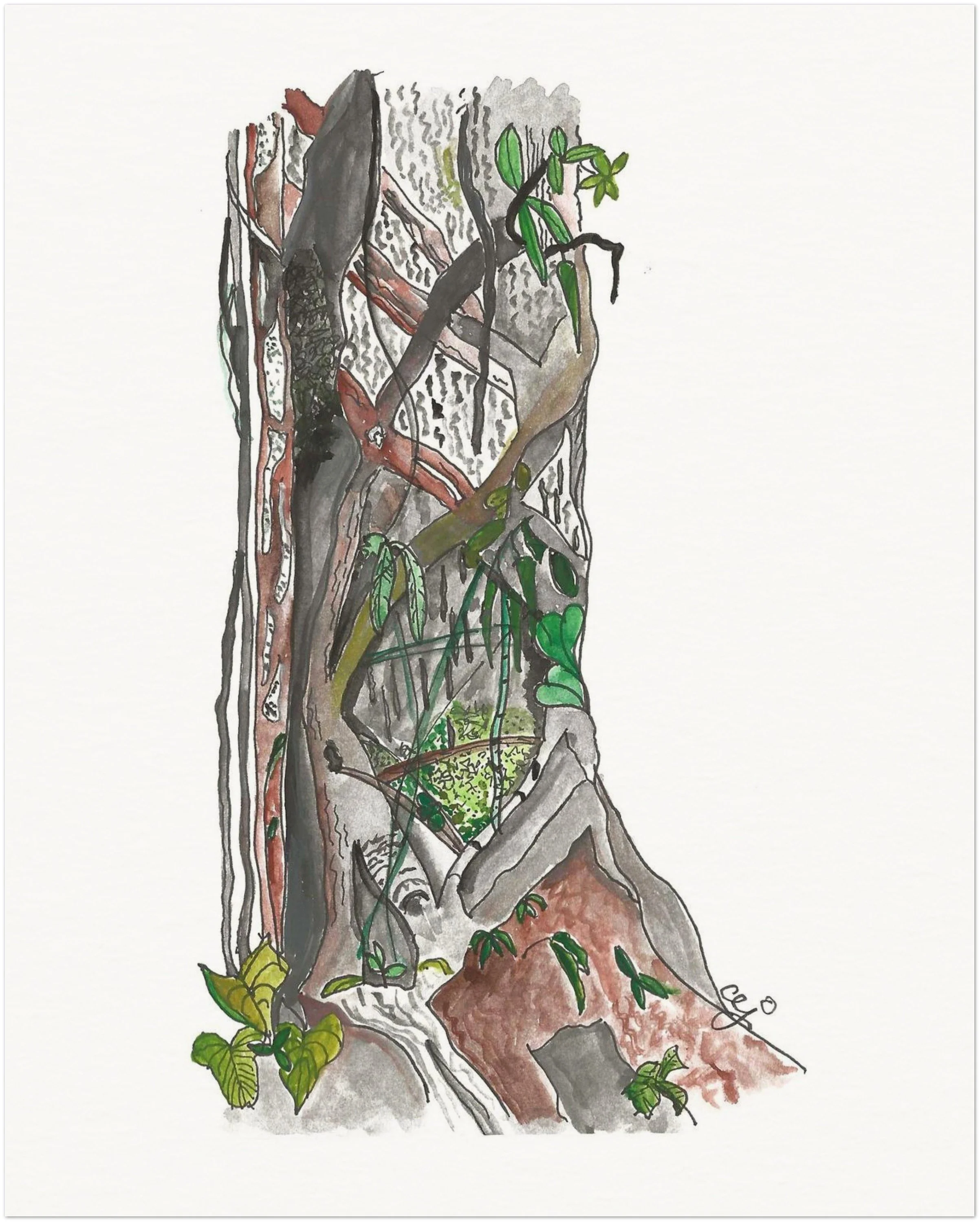 jungle tree (costa rica). ink and watercolor, sketchbook. 2026.