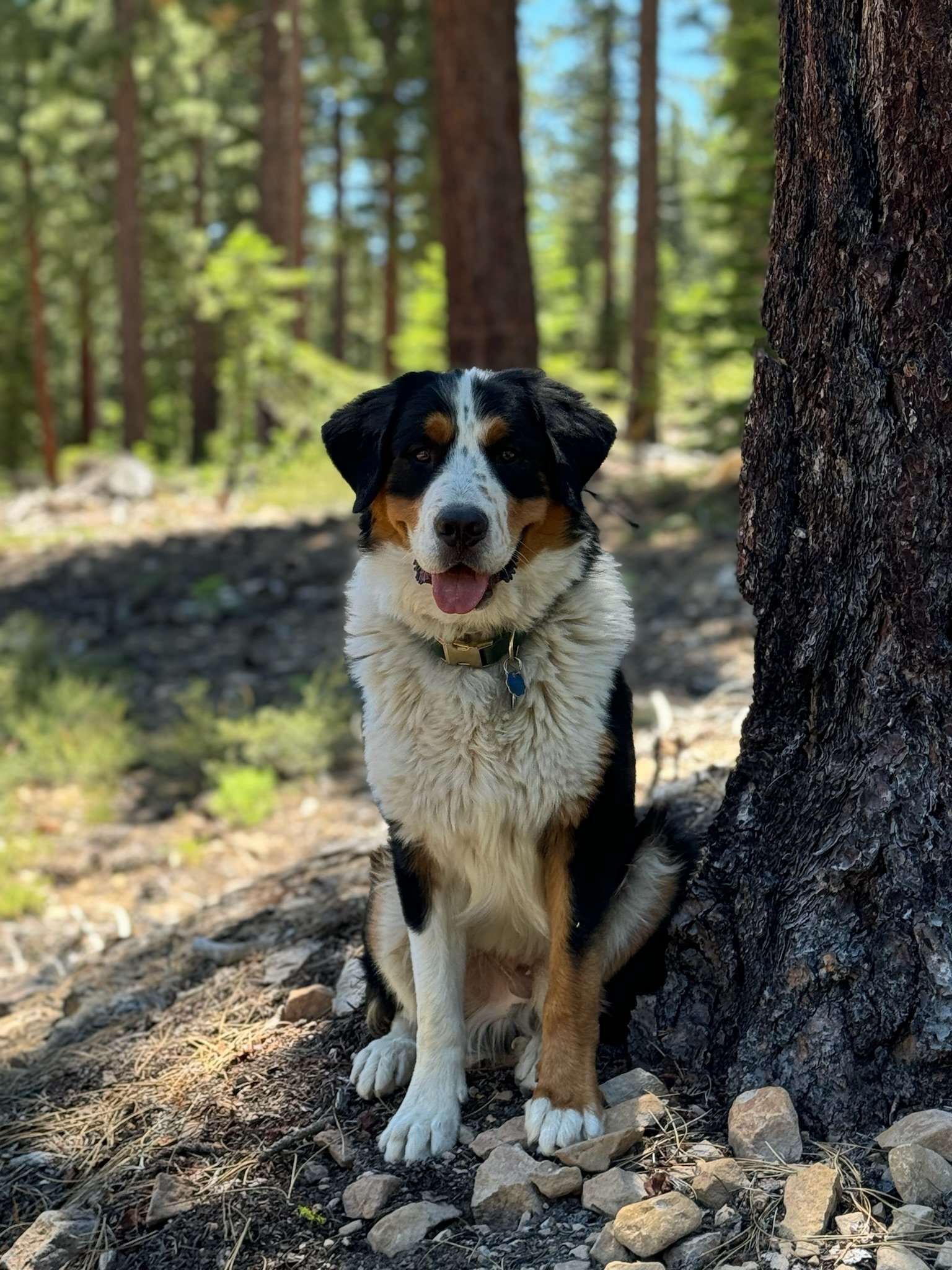 A cute Australian Shepherd puppy sitting outdoors near a tree in a forest with sunlight filtering through the green pine trees.