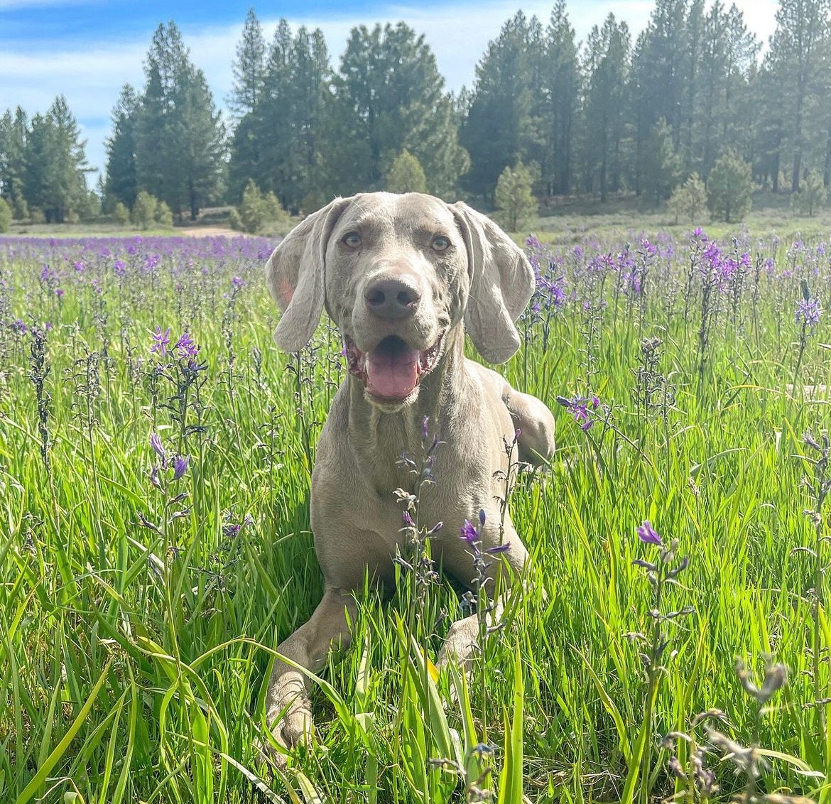 A happy gray Labrador Retriever puppy lying in a green field of grass and purple flowers, with a forest and blue sky in the background.