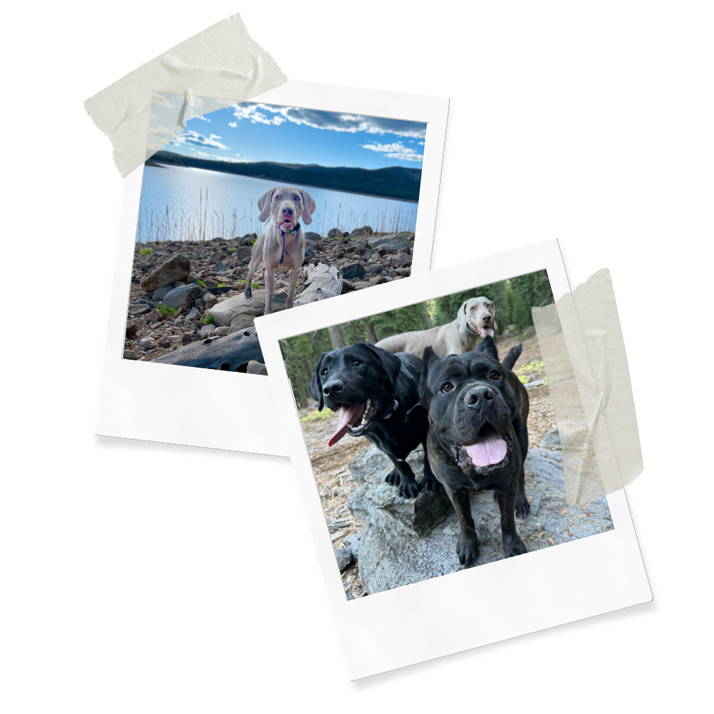 Two Polaroid photos of dogs outdoors on natural backgrounds with tape on corners.