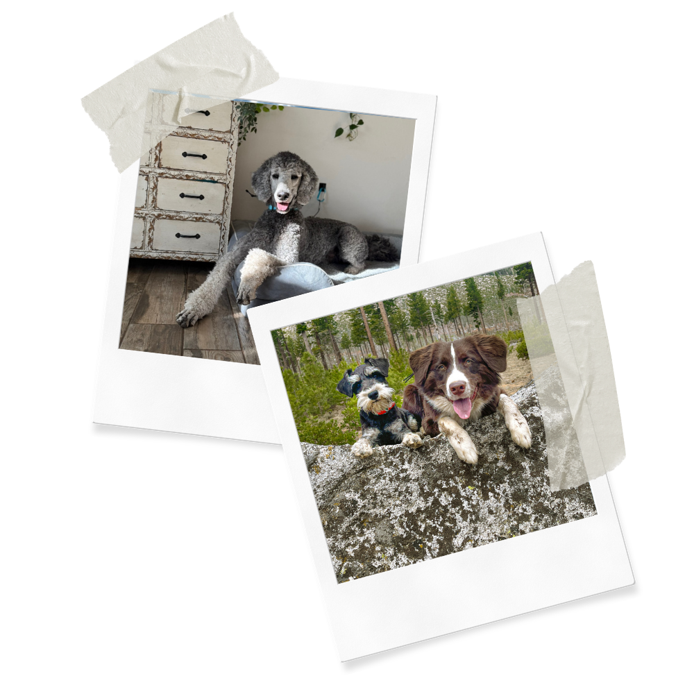 Two Polaroid photos of dogs, one dog with a curly gray coat lying on the floor indoors and another dog with a brown and white coat outdoors on a rock with a smaller dog, set against a black background.