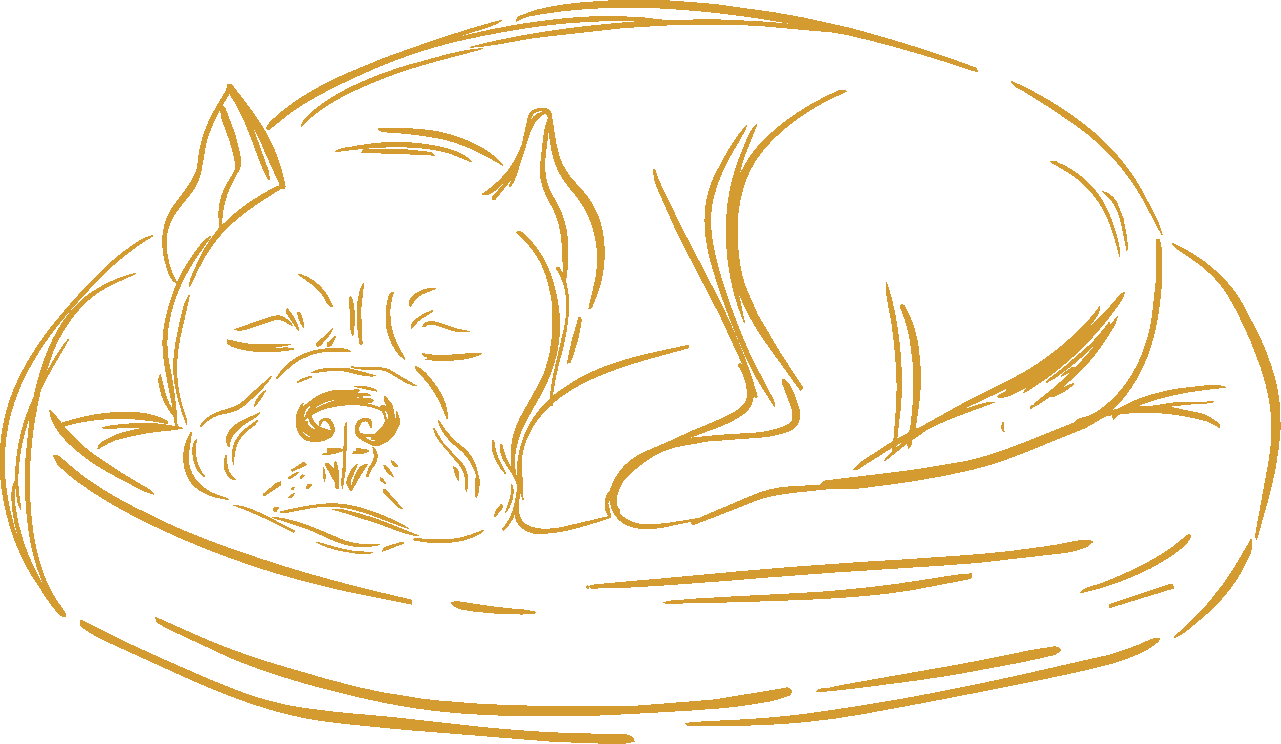 Line drawing of a sleeping dog curled on a bed.