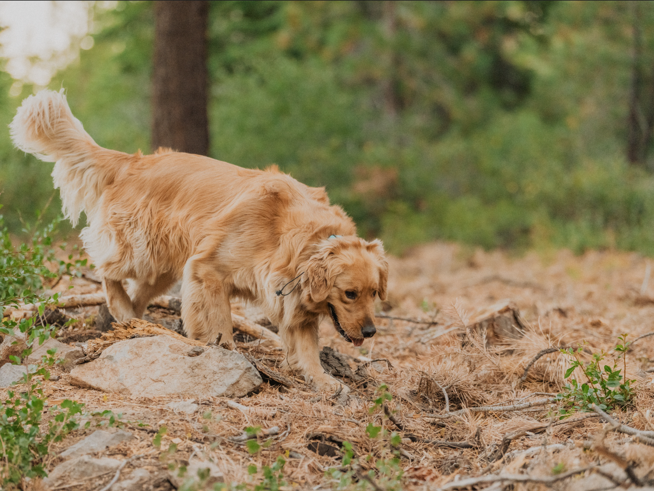 Golden retriever puppies exploring a wooded outdoor area with rocks, dirt, and greenery.