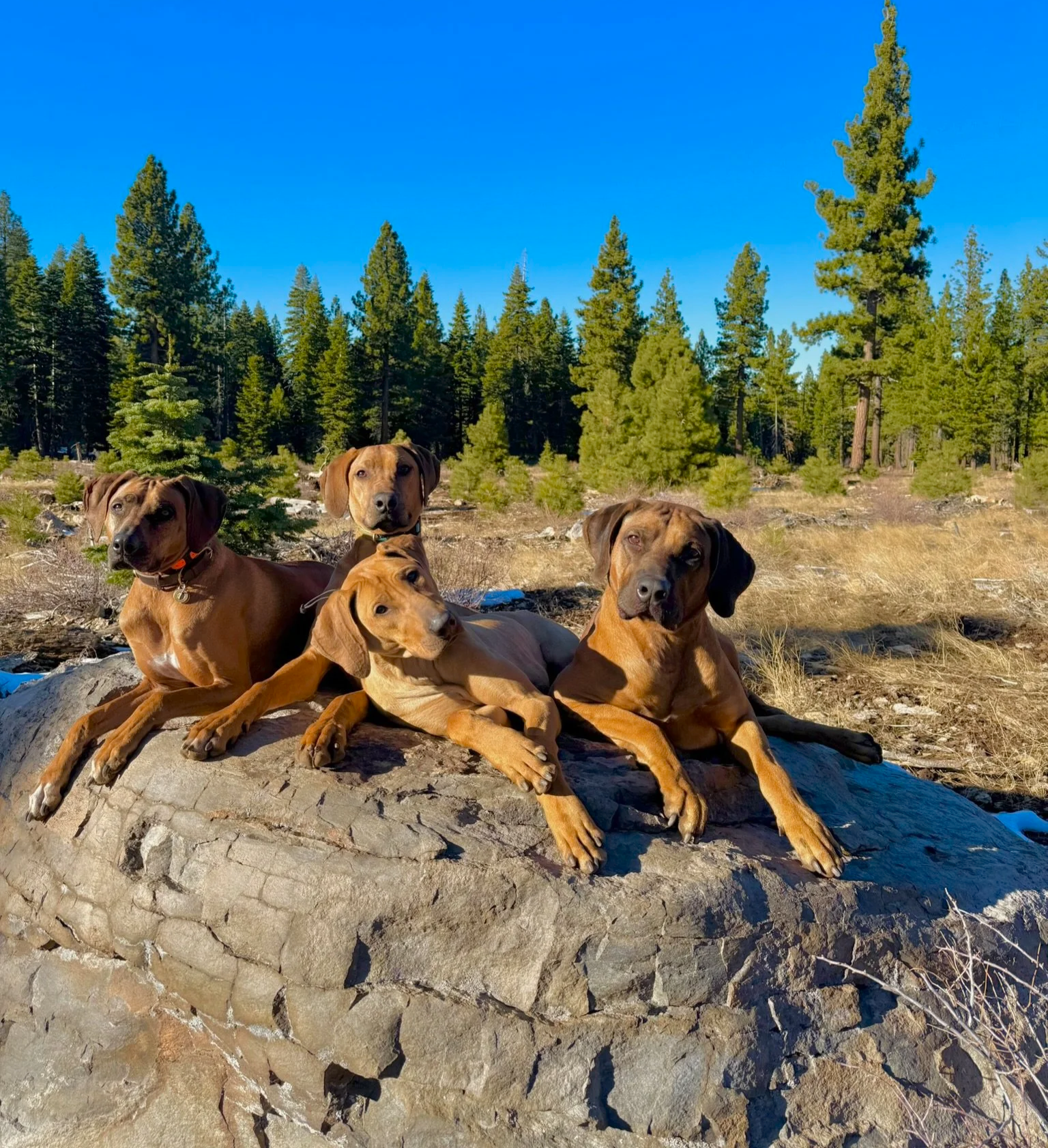 Four dogs lying on a large rock in a forest clearing with green pine trees and a clear blue sky in the background.