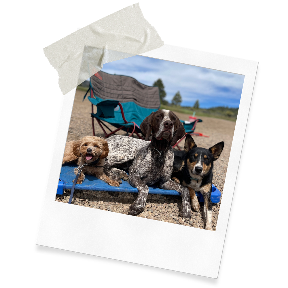 Three dogs laying on a blue cot at a gravel outdoor area with a folding chair and partly cloudy sky in the background.