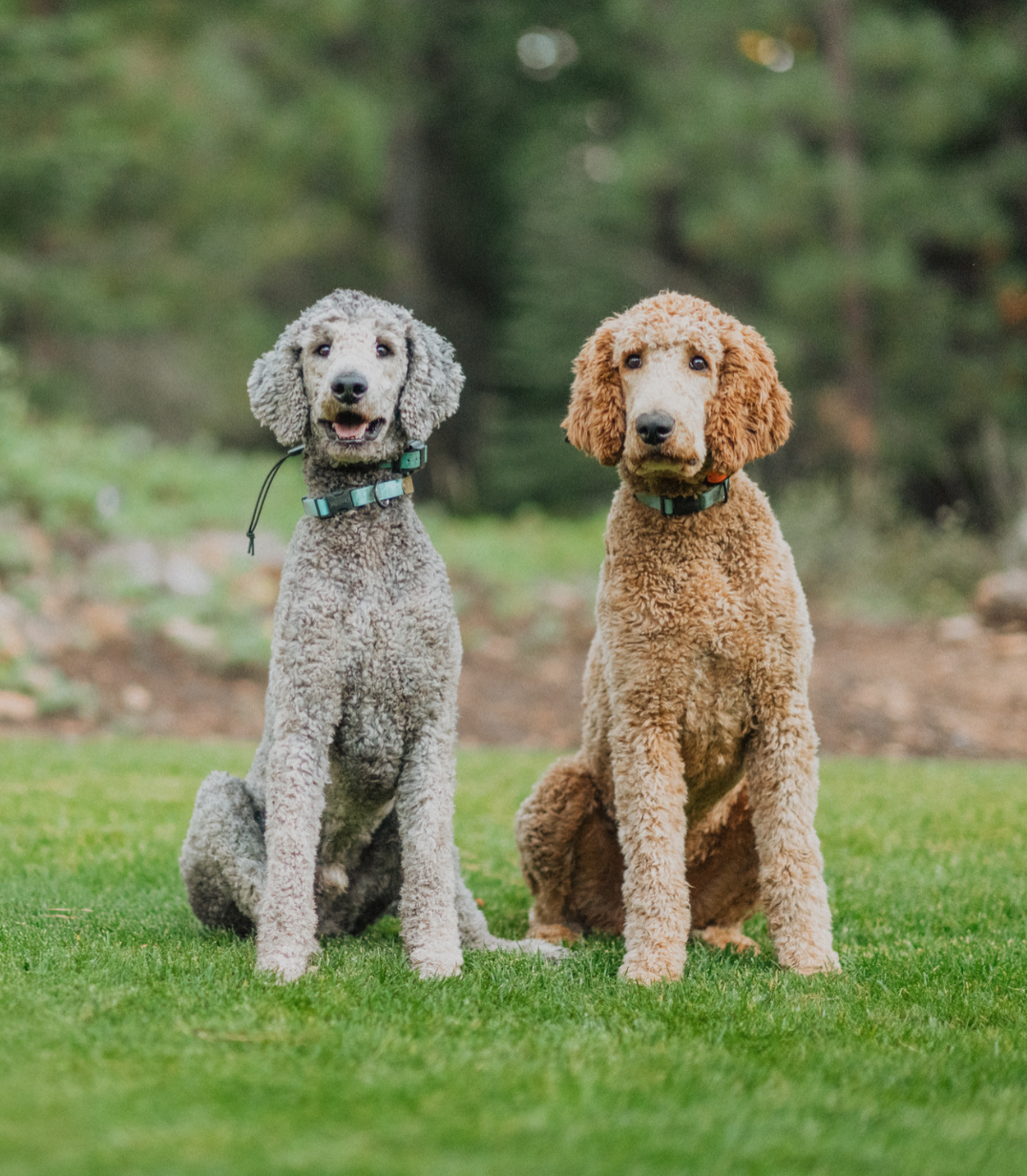 Two dogs, one cream-colored and one reddish, sitting on green grass with a blurred forest background.