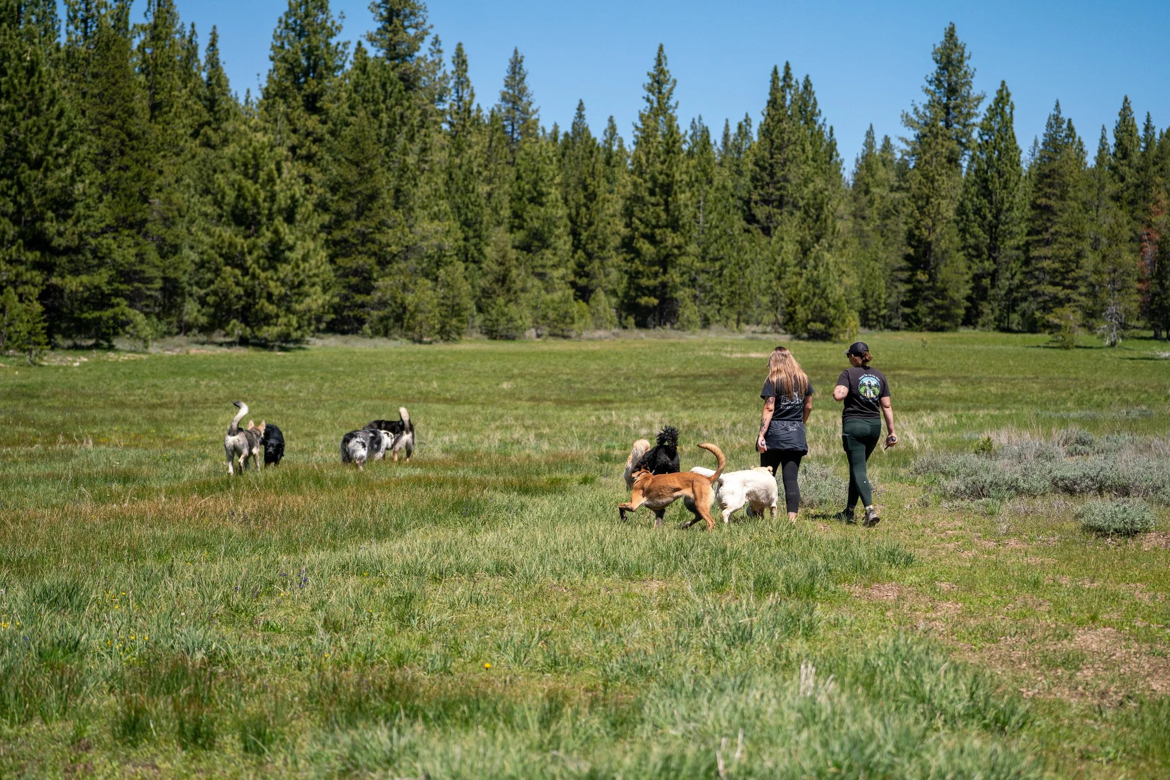 Two people walking dogs in a grassy field with tall trees and a clear blue sky in the background.