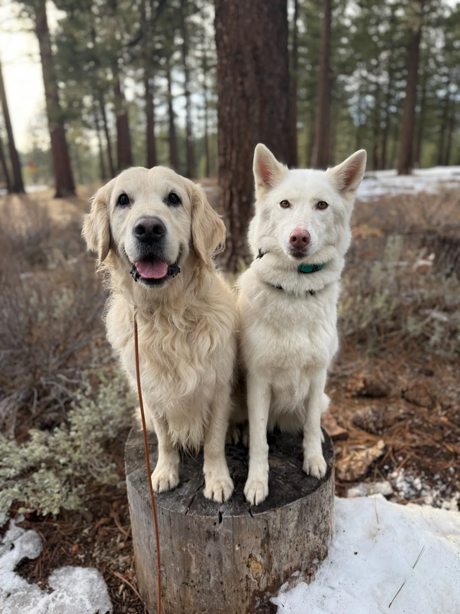 A Labrador retriever and a Siberian Husky standing on a tree stump in a forest with patches of snow on the ground.