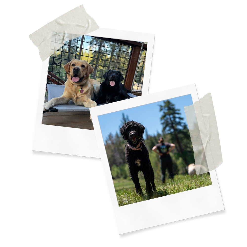 Two photographs of dogs, one with two dogs sitting on a bench outdoors, and the other with a black dog running on a grassy field with a person in the background.