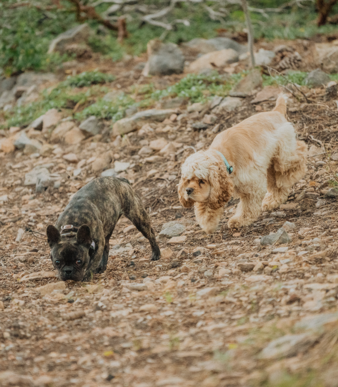Two puppies exploring a rocky, wooded trail outdoors.