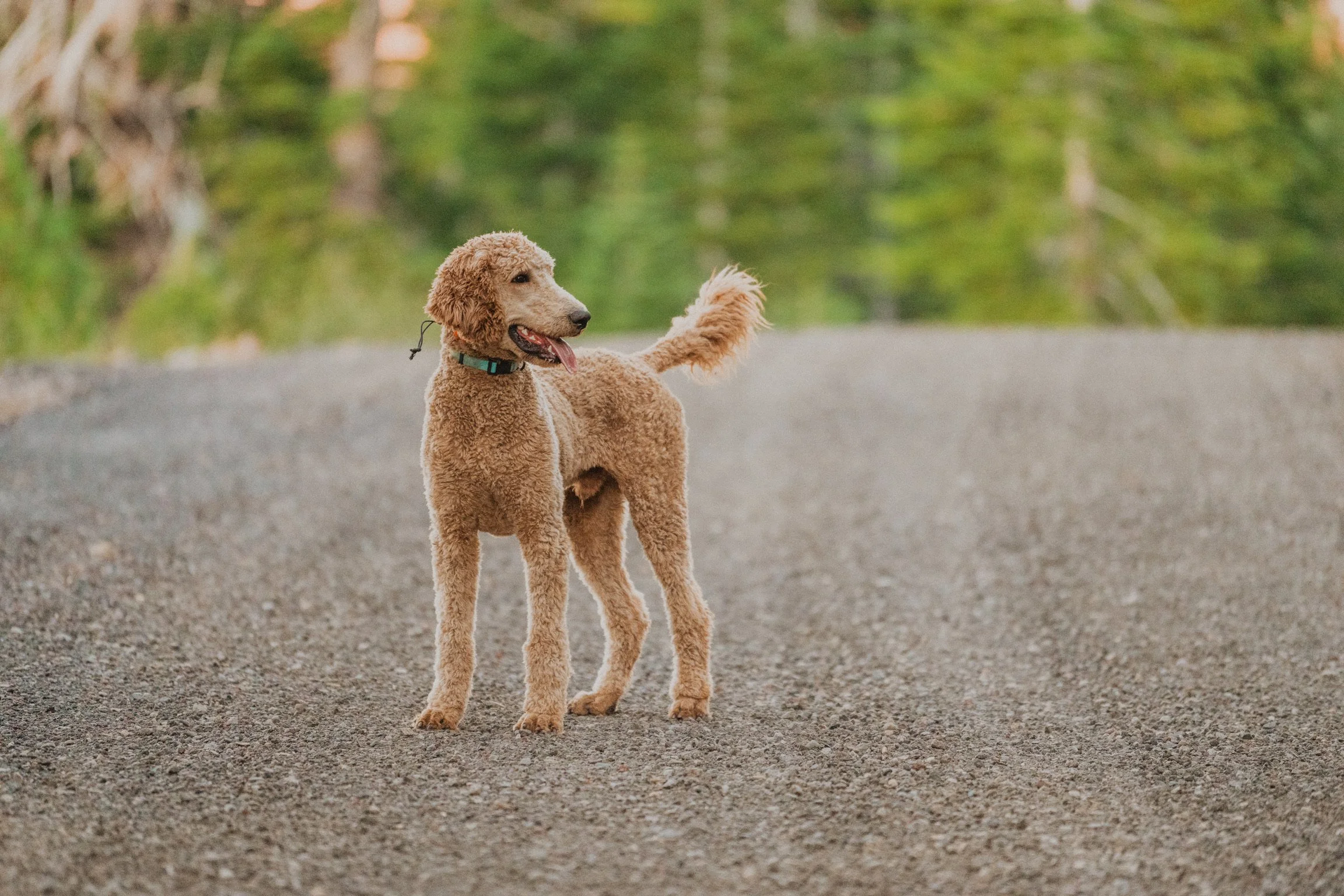 Two dogs, one tan and curly-haired and the other light-colored, standing on a gravel path surrounded by green trees and bushes.