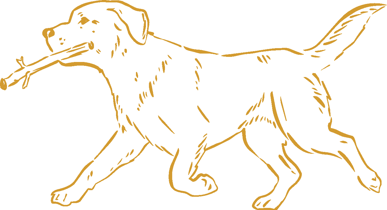 Golden outline drawing of a dog carrying a stick in its mouth, walking.