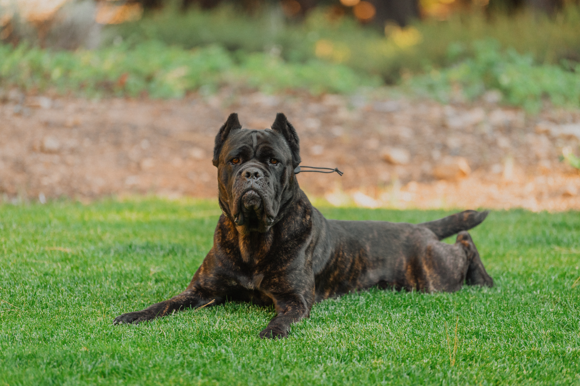 A large black and brindle dog, likely a Cane Corso, lying on a green lawn with a dirt and grass background. The dog has a muscular build, cropped ears, and a serious expression.