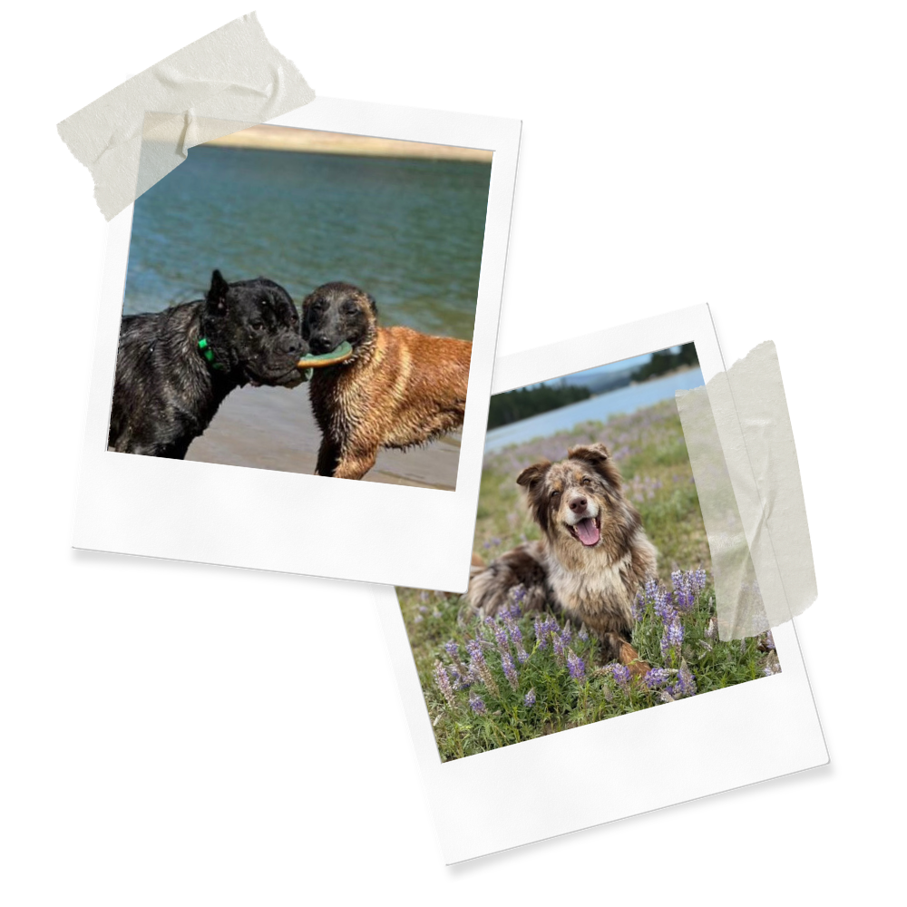 Two Polaroid photos of dogs taped to a yellow surface. The first photo shows two dogs in the water, one with a toy in its mouth. The second photo features a happy dog lying in purple flowers.