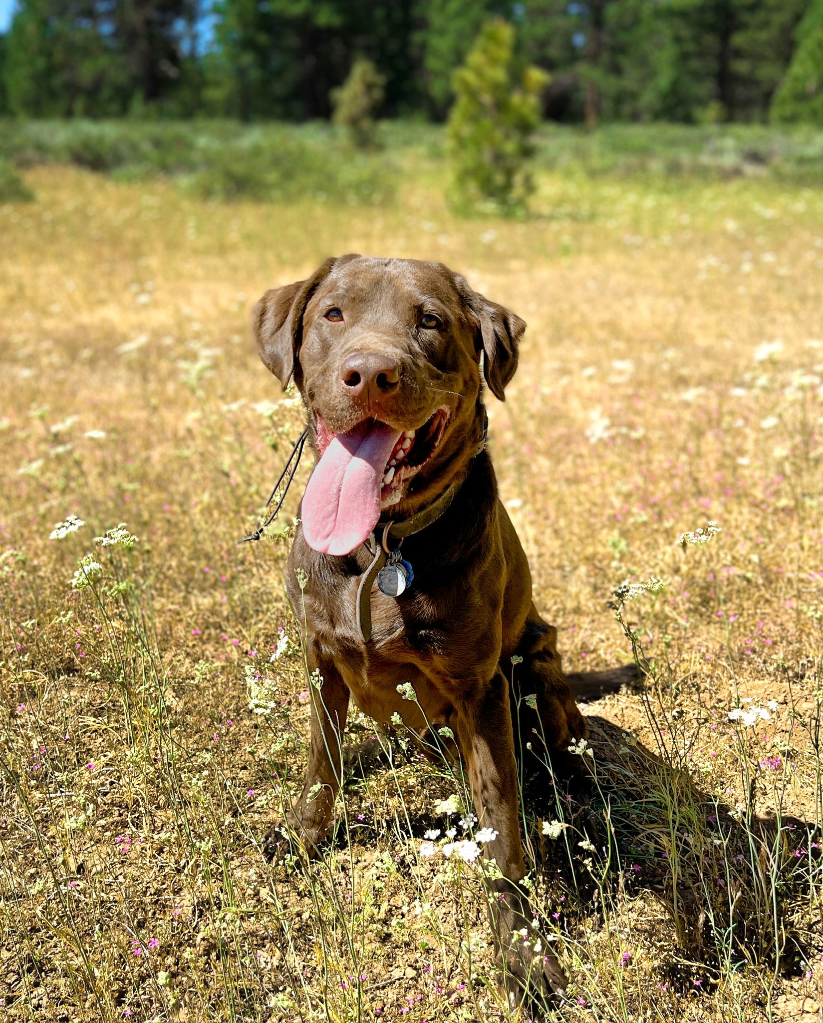 A happy brown Labrador Retriever sitting in a field with small white and pink flowers and a background of trees.