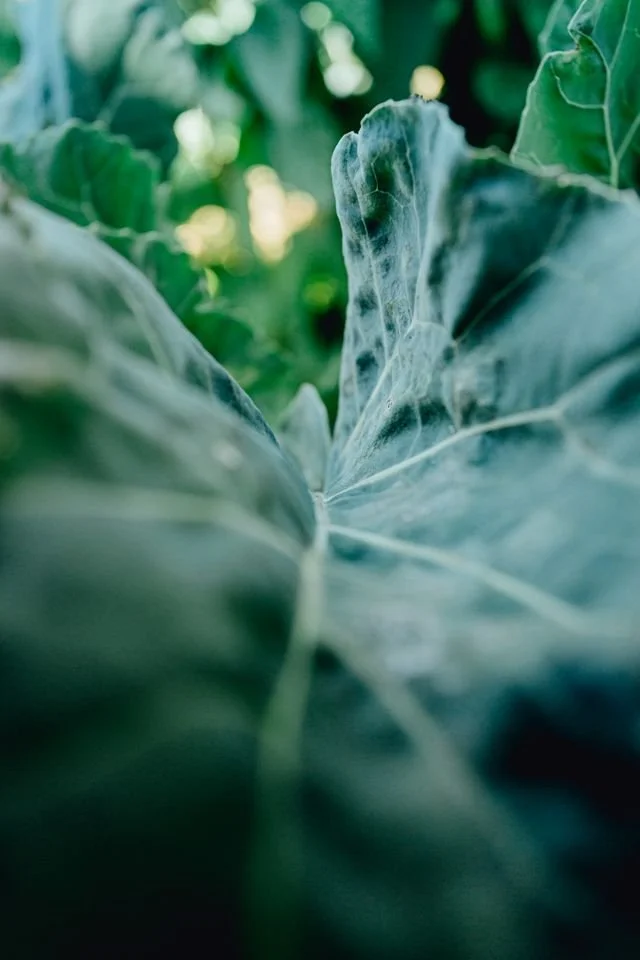 Close-up of large green leaves in a garden.