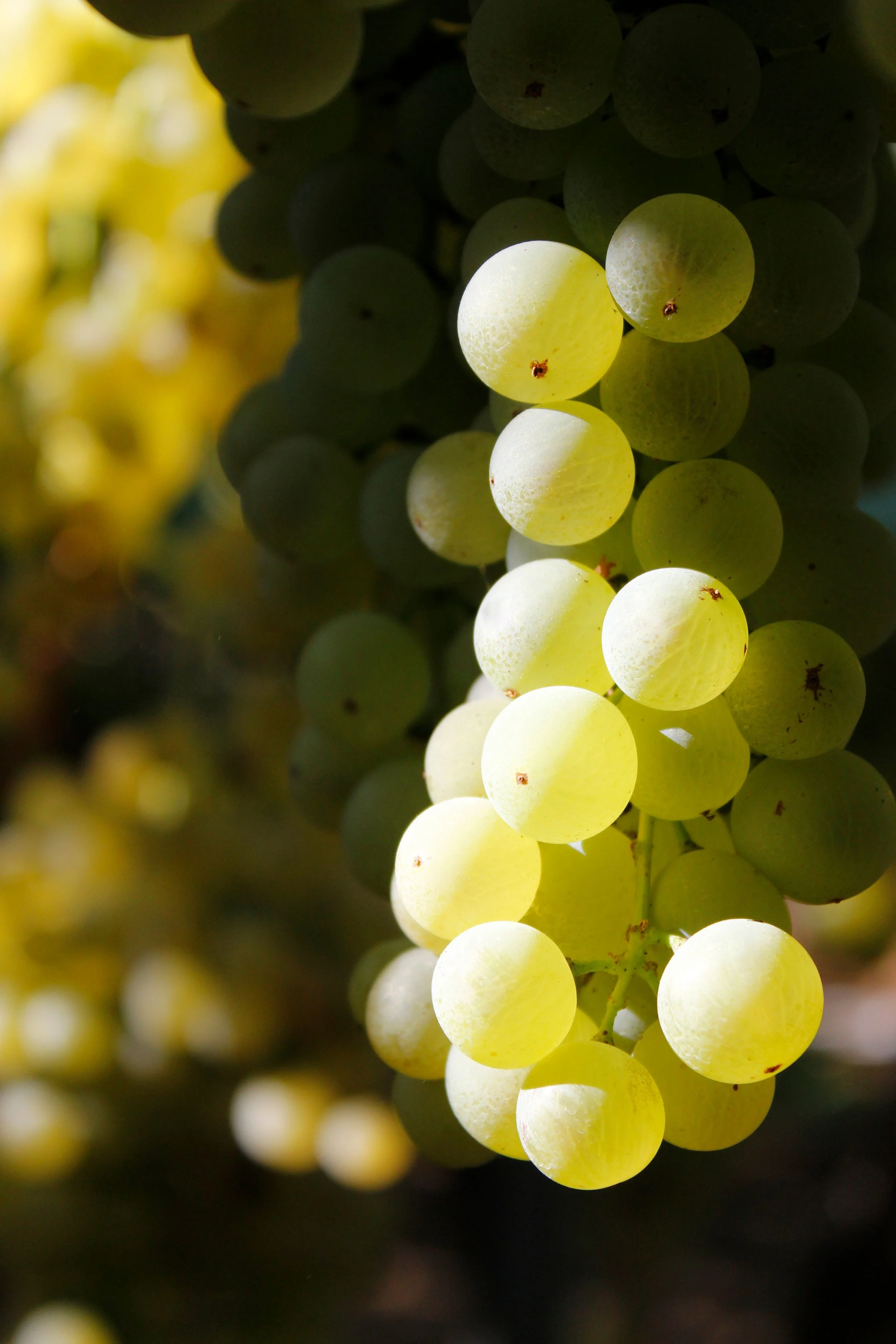 Close-up of a bunch of green grapes with some sunlight shining through, creating a glowing effect on the grapes.