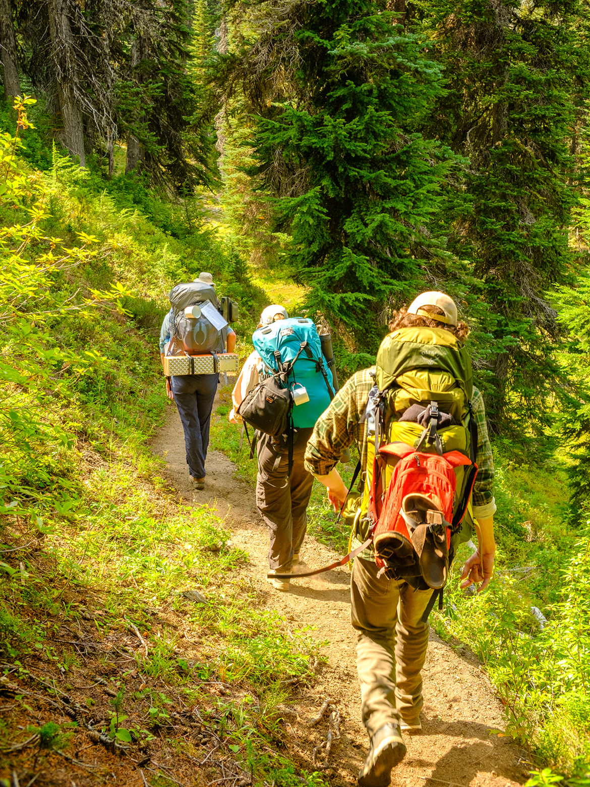 Three hikers with large backpacks walking along a forest trail surrounded by green trees and foliage.