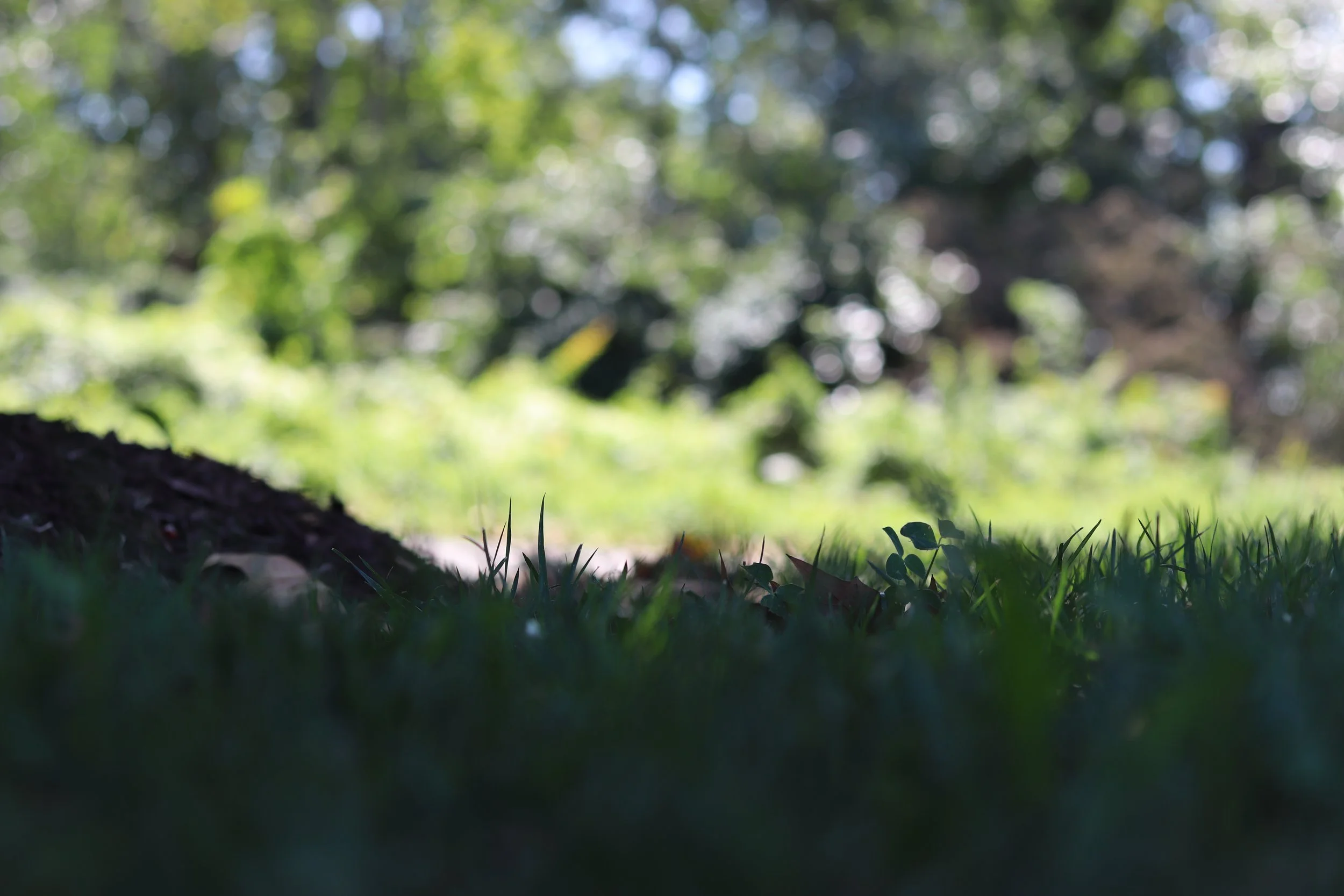 Blurred image of sunlight filtering through trees in a forest, with a patch of grass and small plants in the foreground.