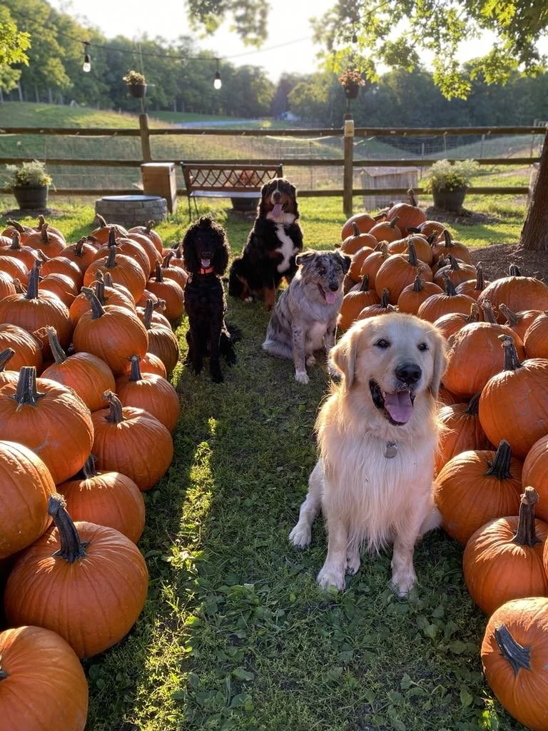 DOG DAY - AT HOWELLS FARM