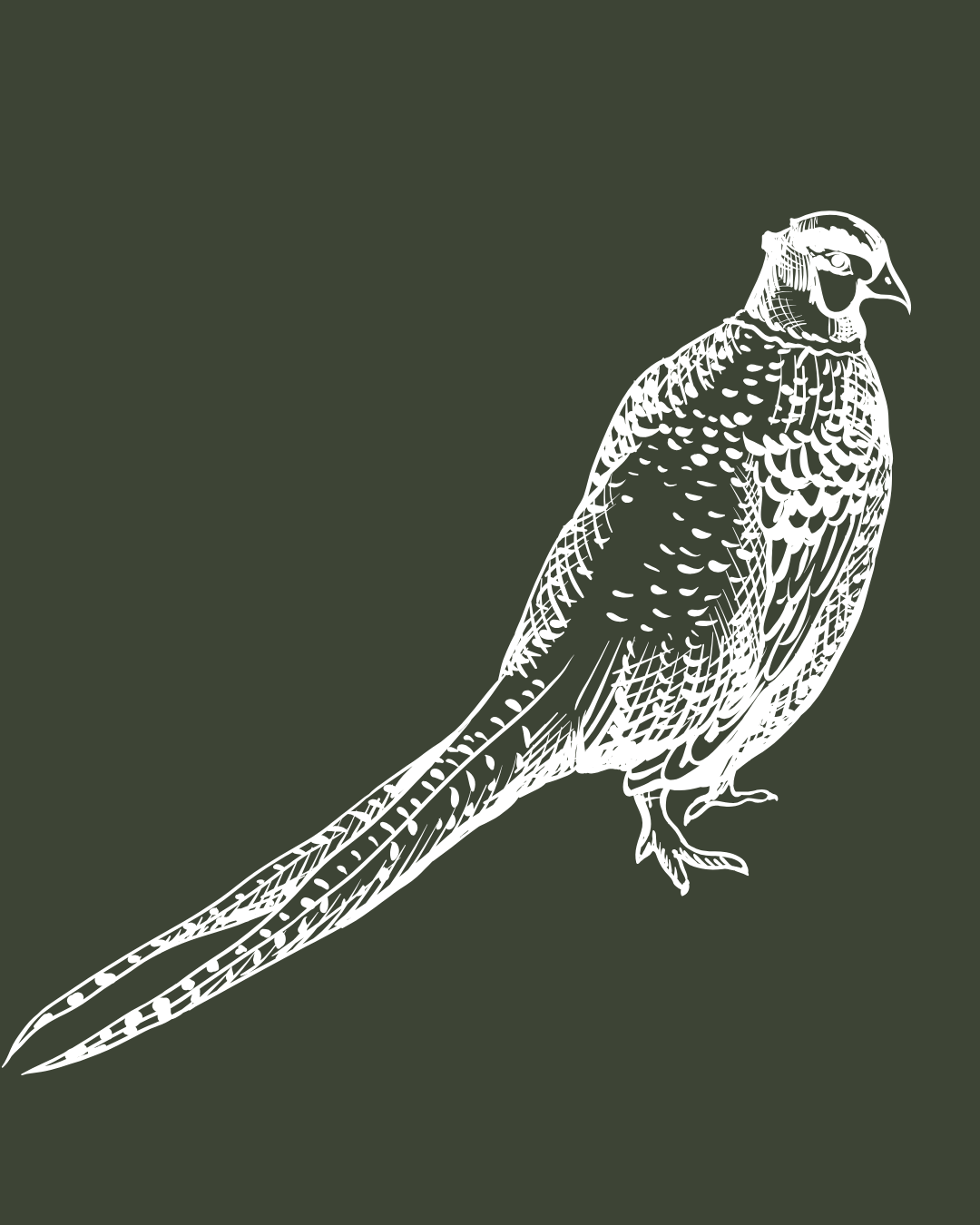 Line drawing of a pheasant bird on a dark green background.