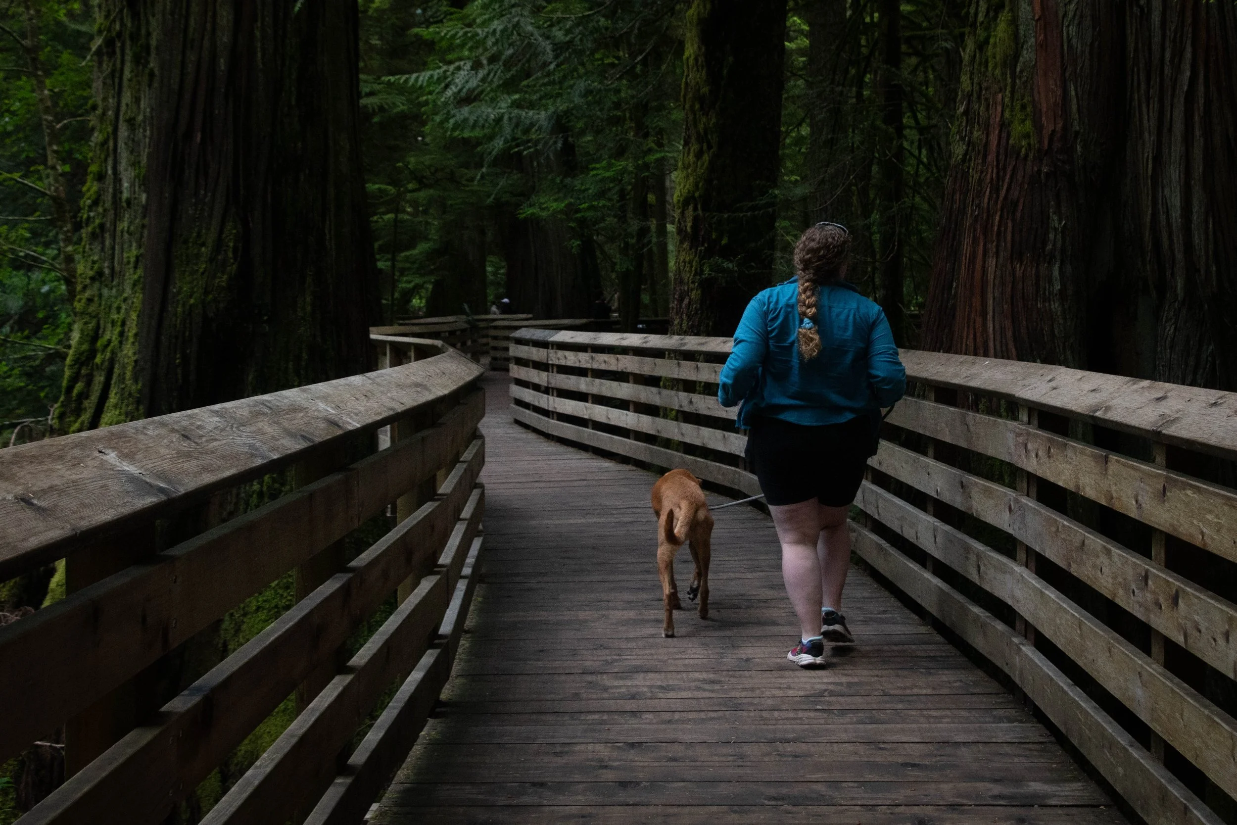 A woman walking her dog along a forest pathway with large trees surrounding the trail.