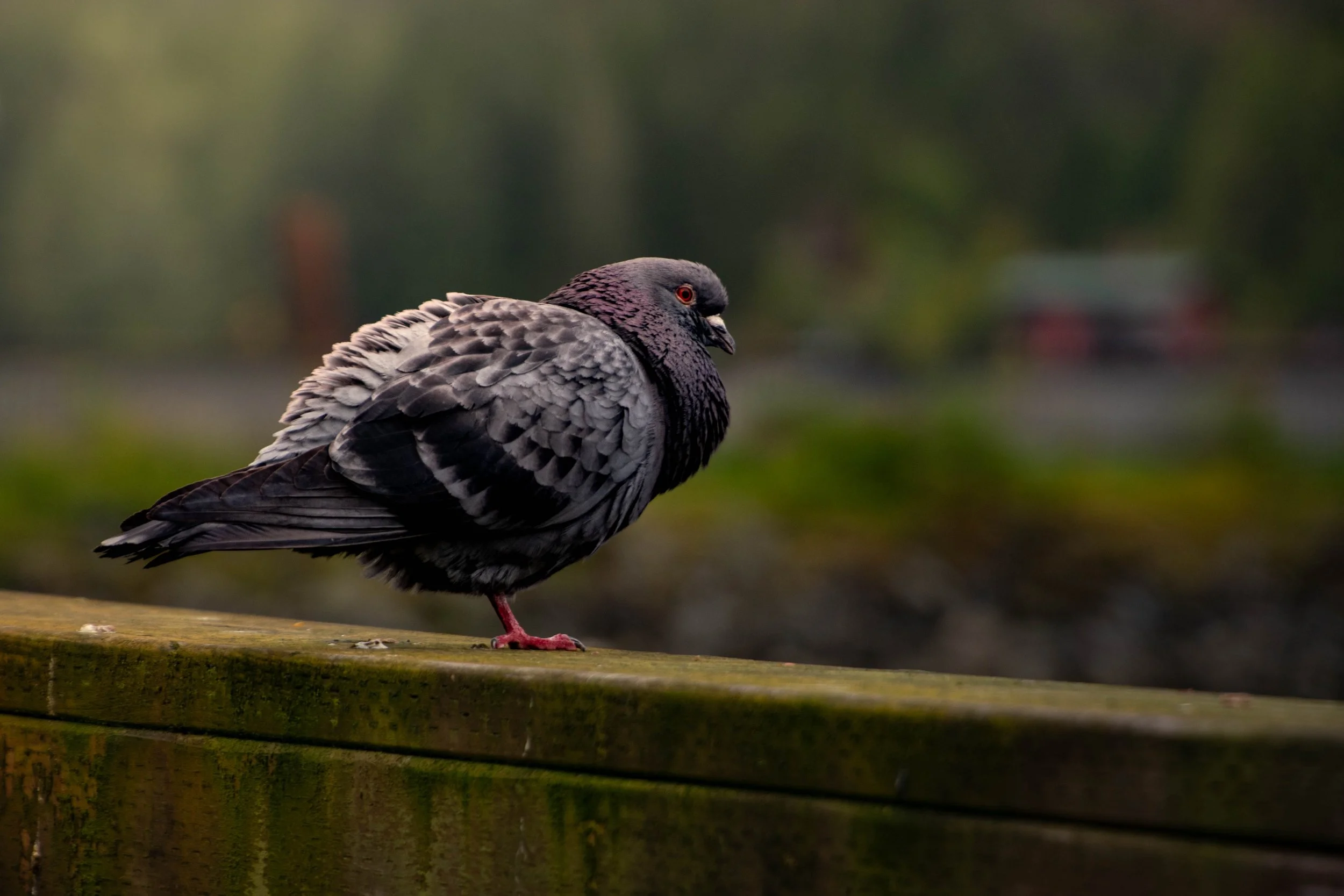 A close-up of a pigeon standing on a wooden surface outdoors with a blurred green background.