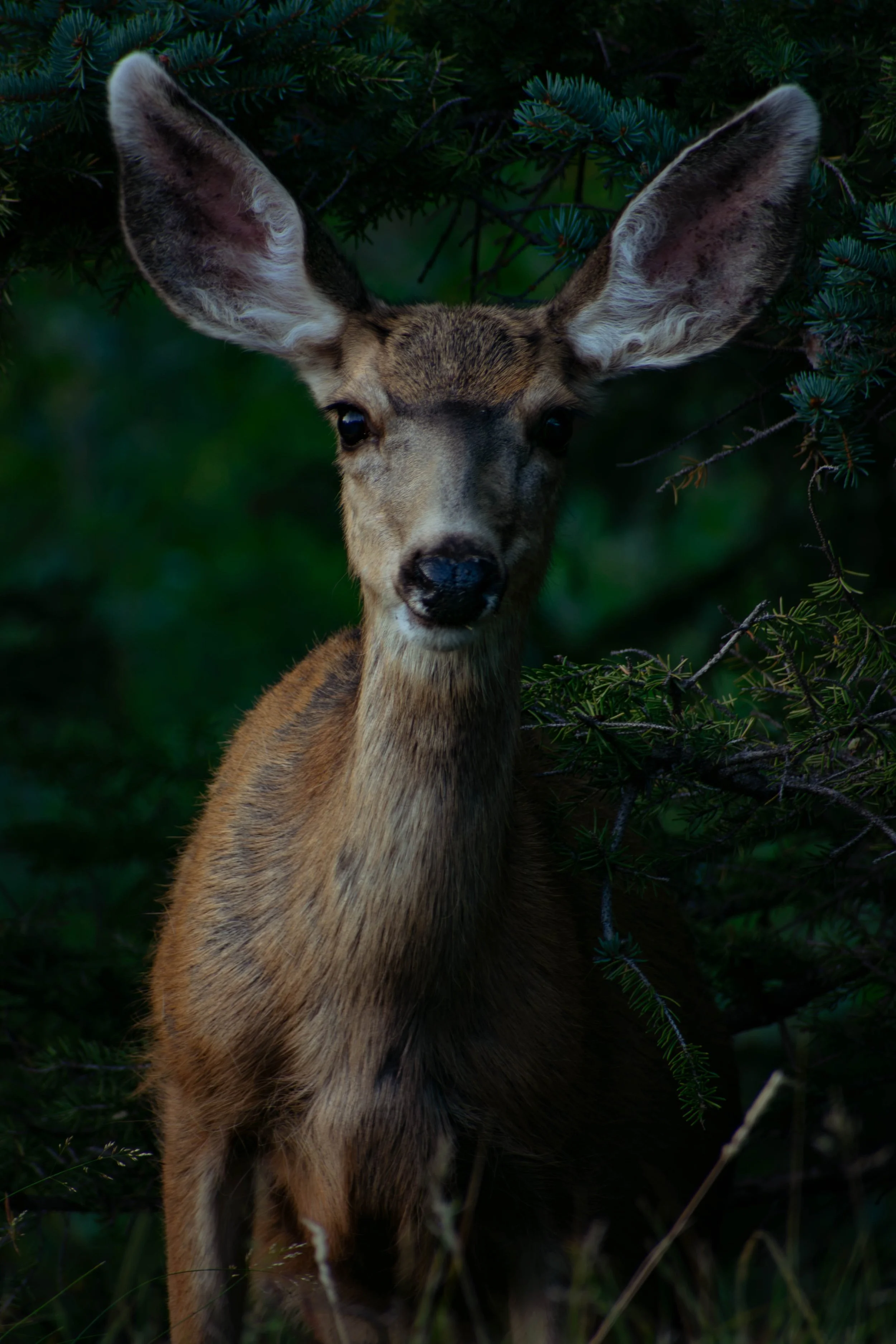 A young deer with large ears standing among green trees and foliage.