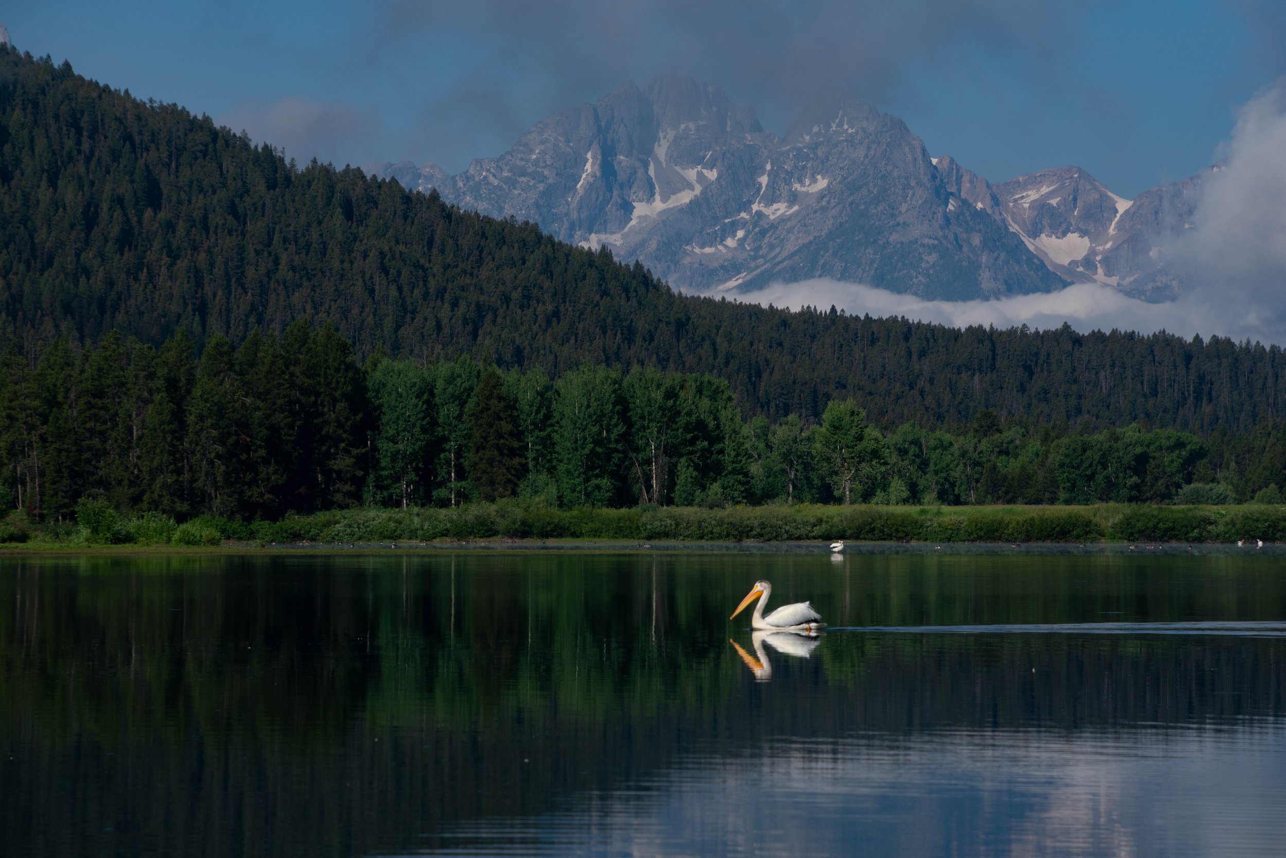 A serene lake with a swan swimming in the foreground, dense green trees along the shoreline, and tall snow-capped mountains in the background under a partly cloudy sky.