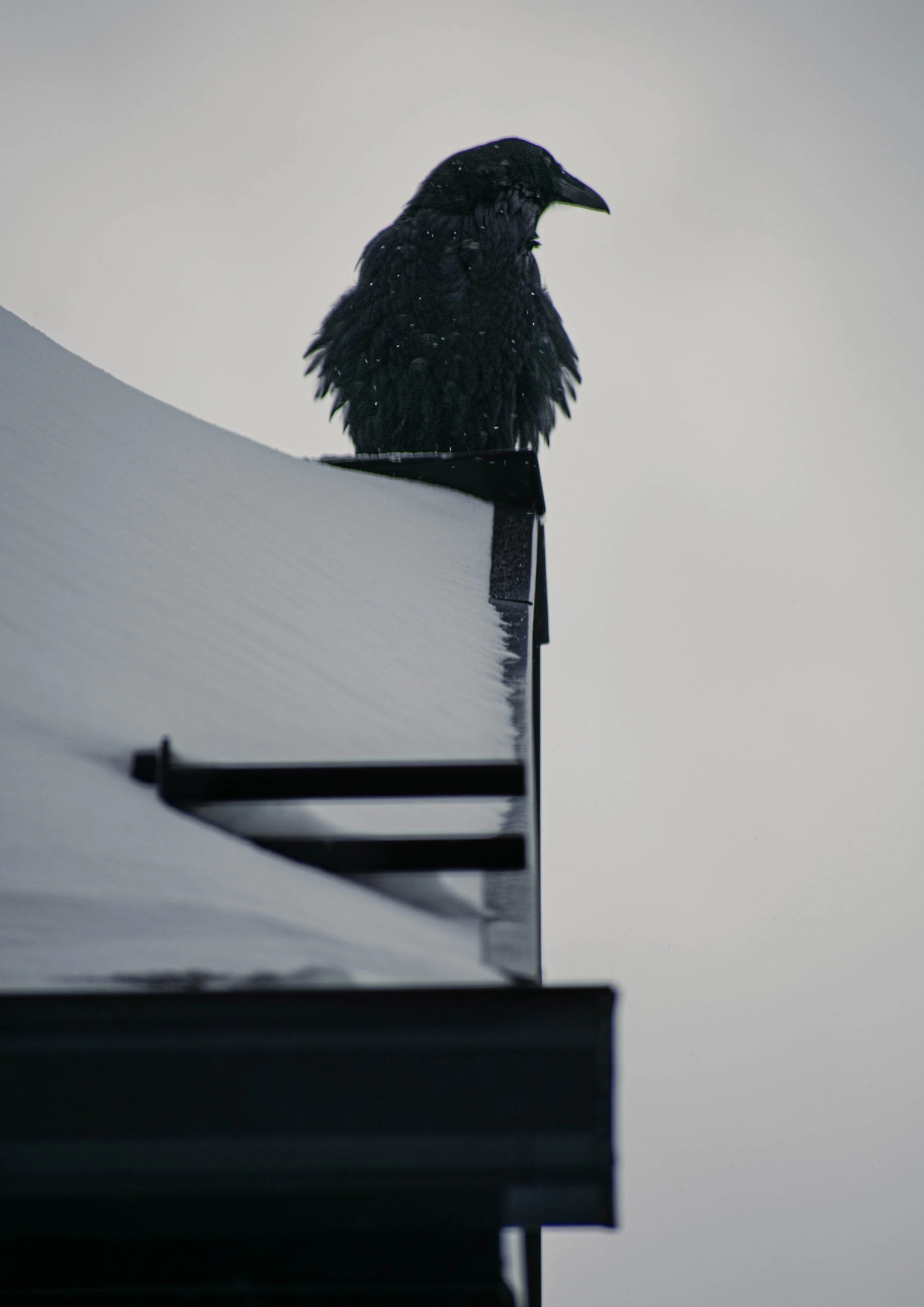 A black crow perched on the edge of a snow-covered roof under an overcast sky.