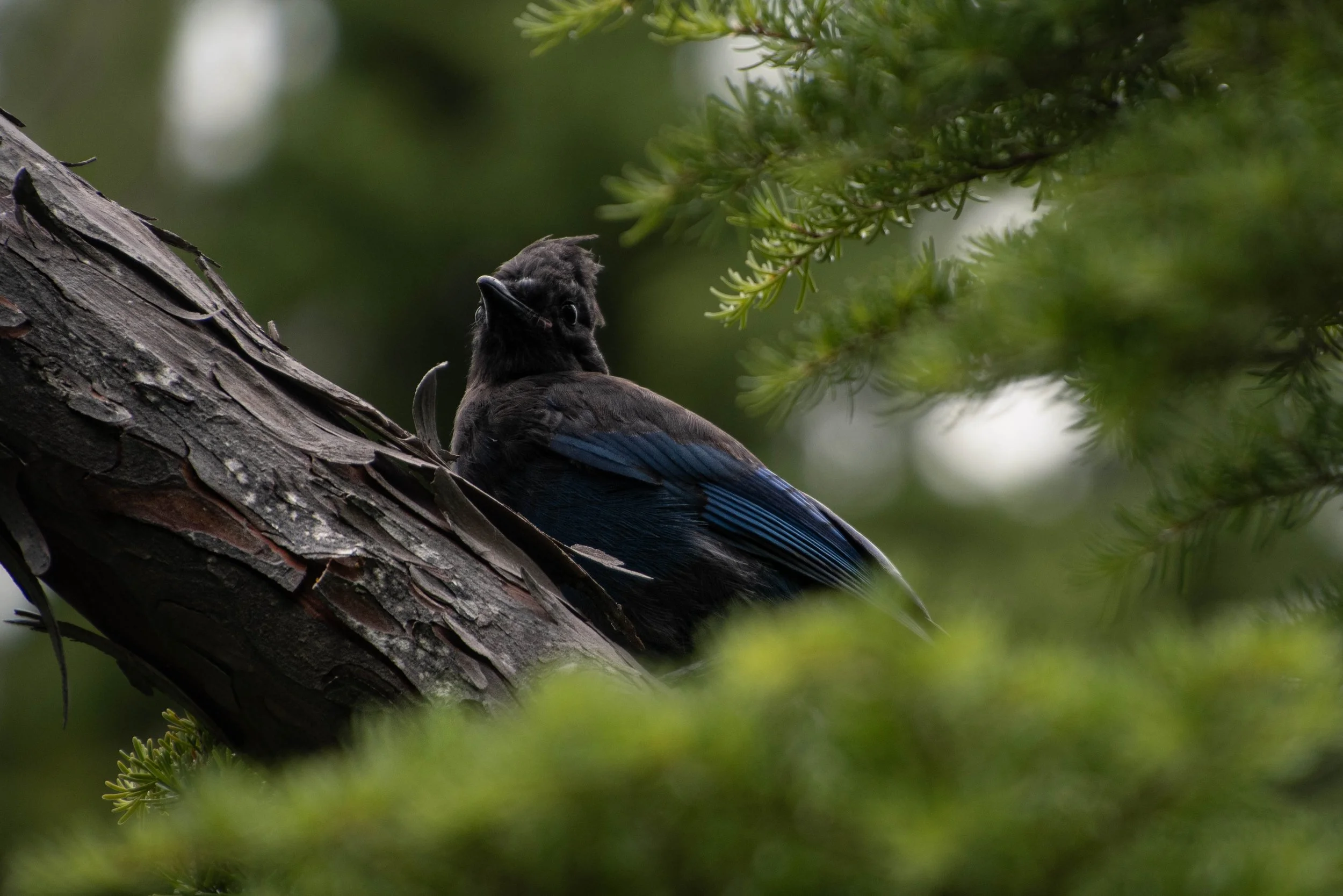 A bird perched on a tree branch, with green pine needles in the background.