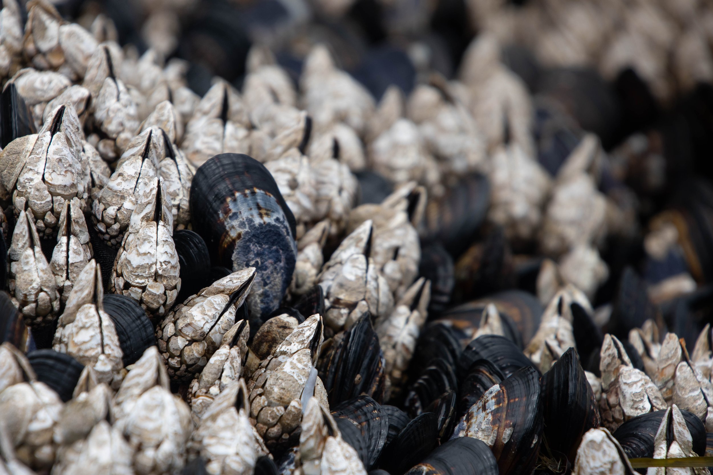 Close-up of numerous oyster shells piled together, showing both black shells and weathered white shells.