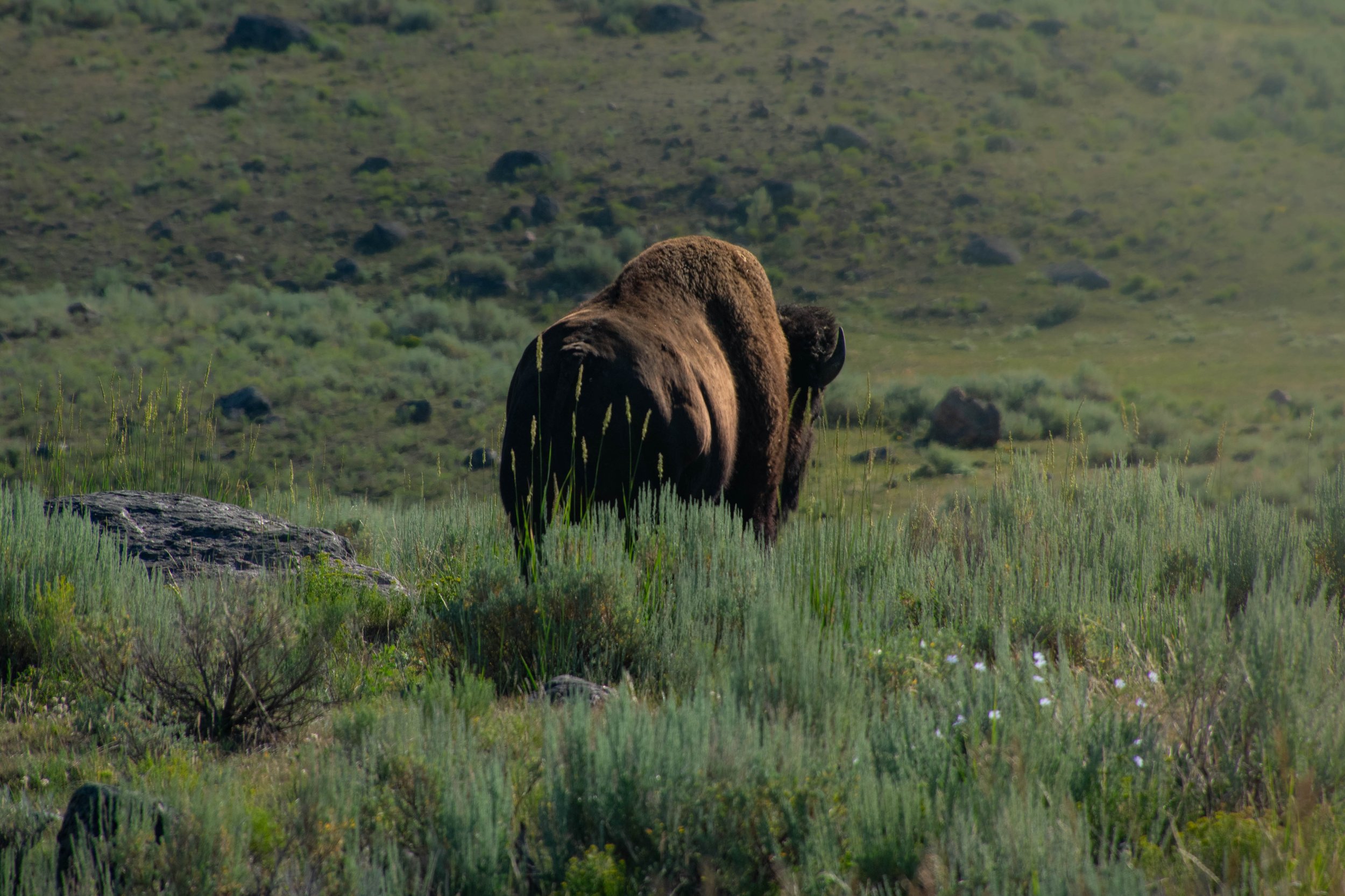 A bison standing in a grassy field with a rocky hillside in the background.