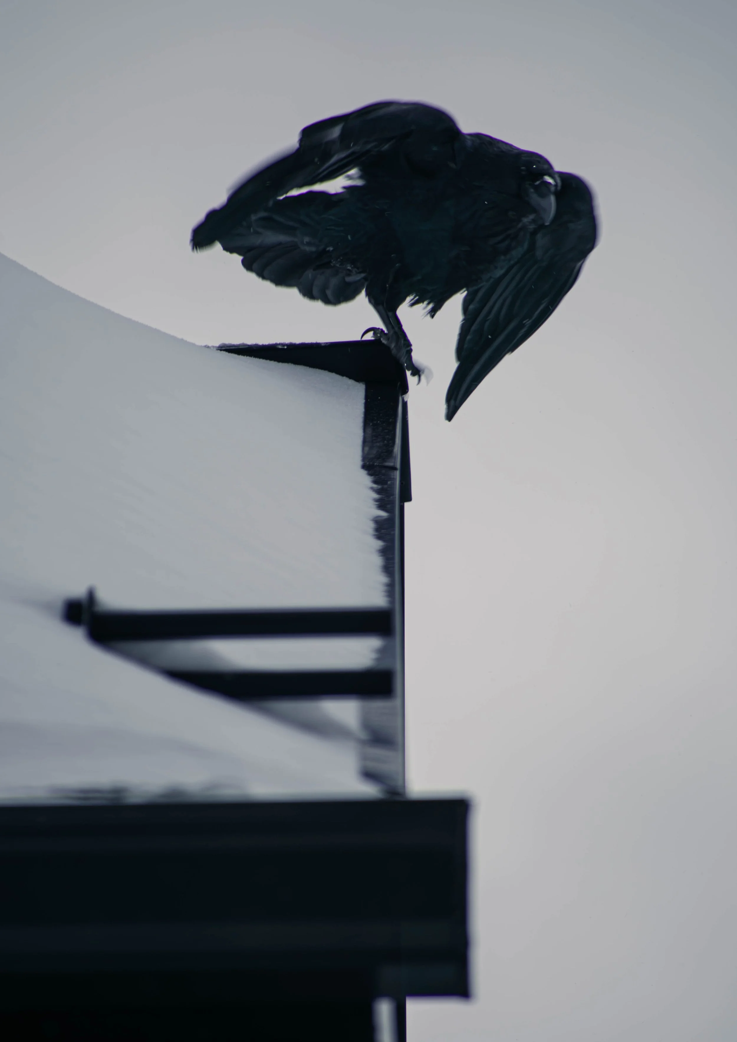 Black bird, likely a crow, perched on a house's roof edge against an overcast sky, grooming its wing.