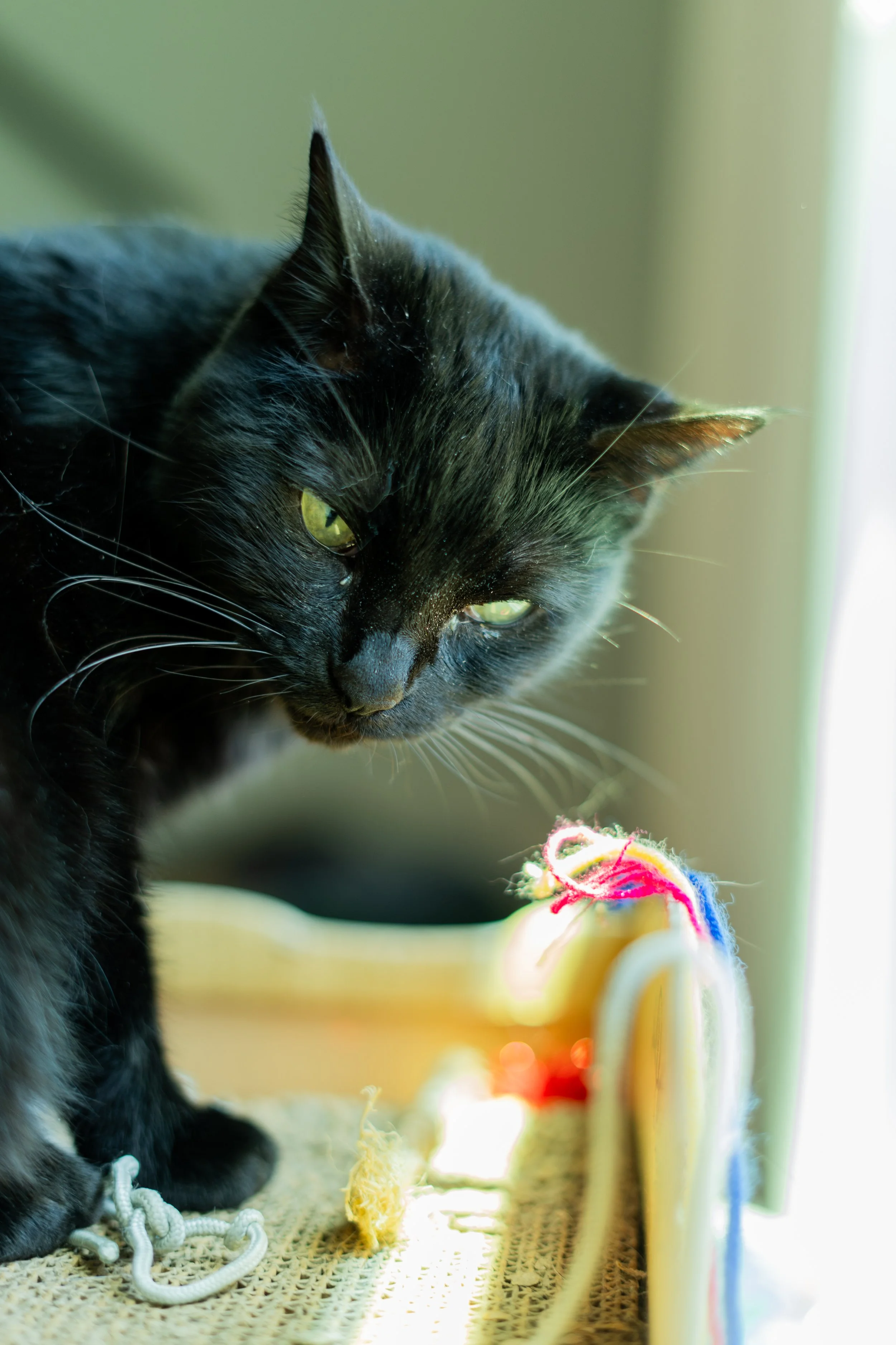 Pet Portraits