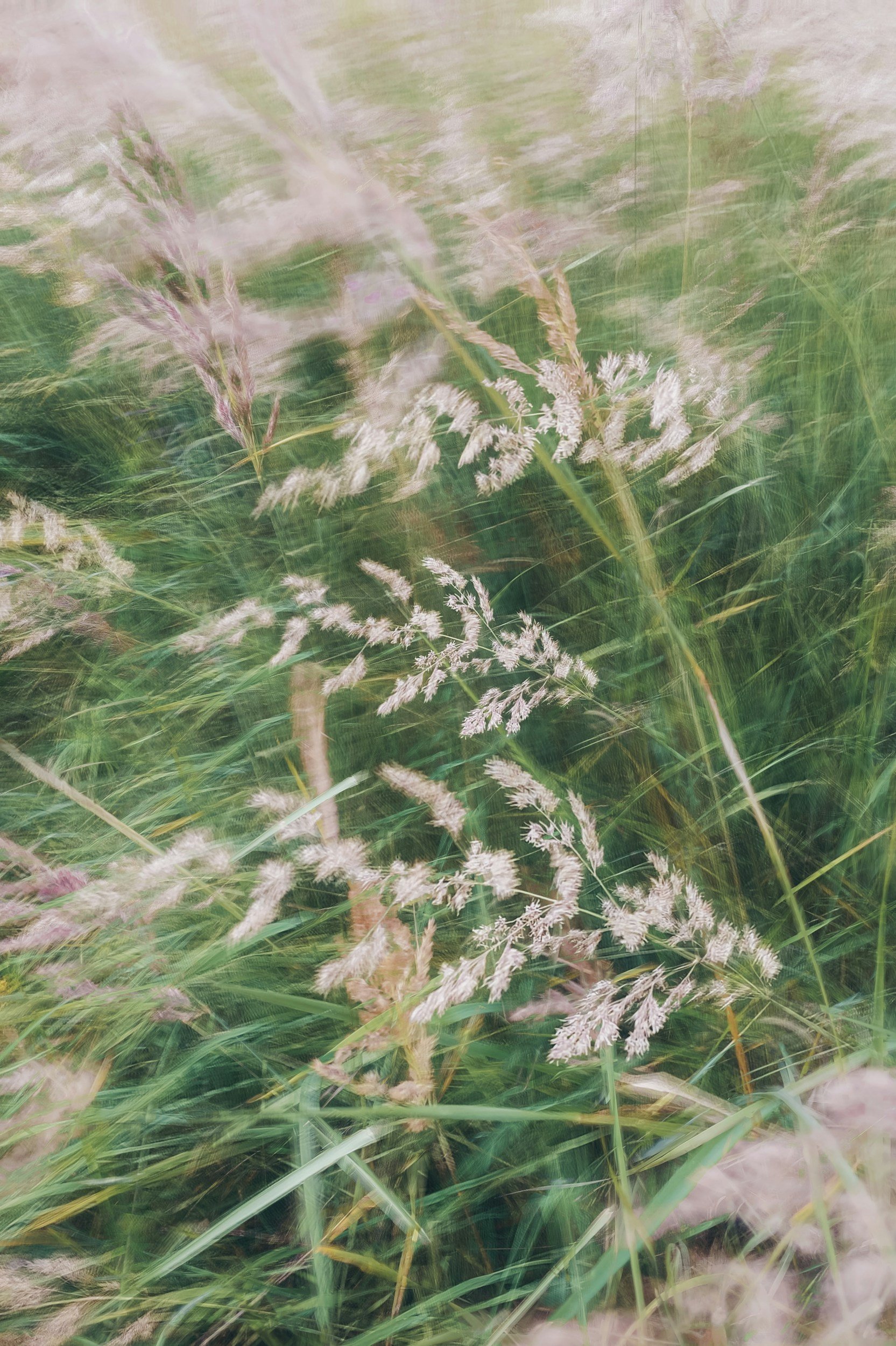 Peaceful blurry close-up of tall grass and wildflowers in a field representing support, healing, and online therapy for OCD, anxiety, and trauma in Arizona.