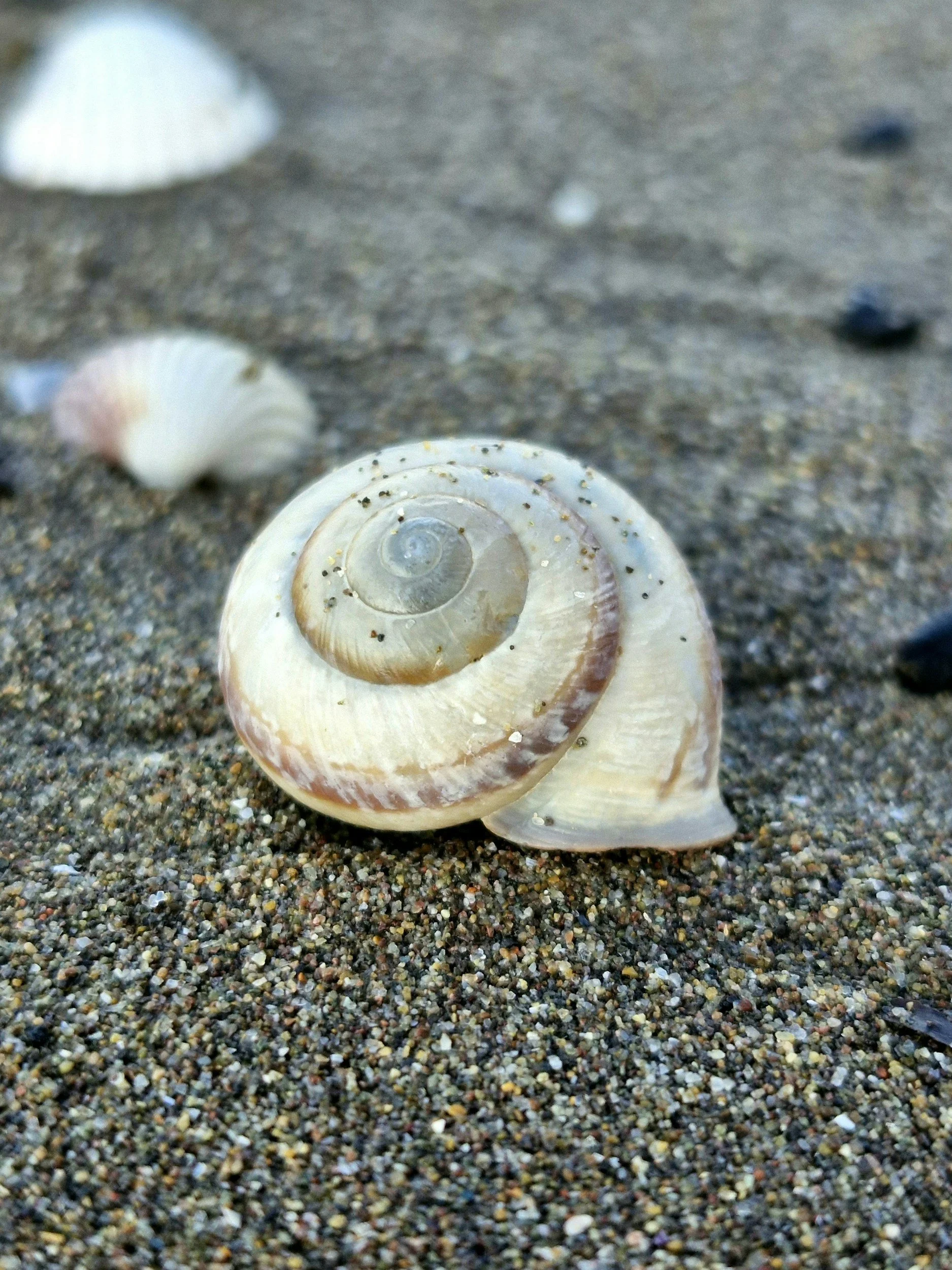 Close-up of a spiral seashell on multicolored sand with blurred seashells in the background.